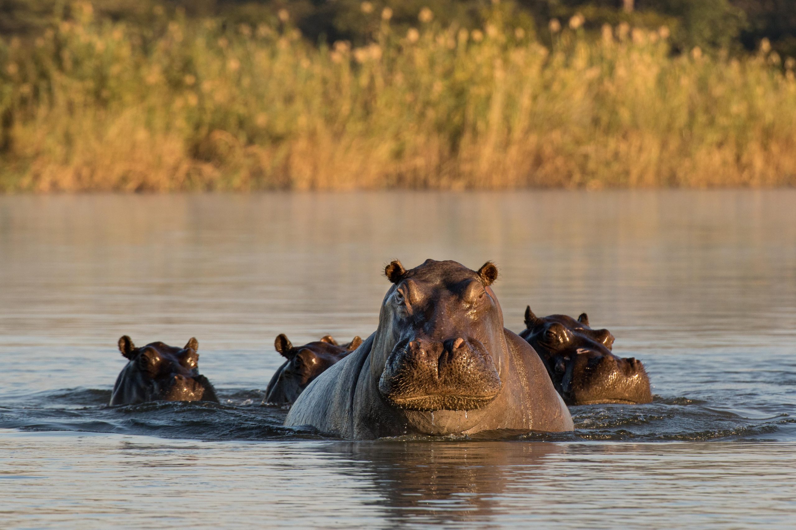 Hippos in the Kavango river in Caprivi, northeast Namibia