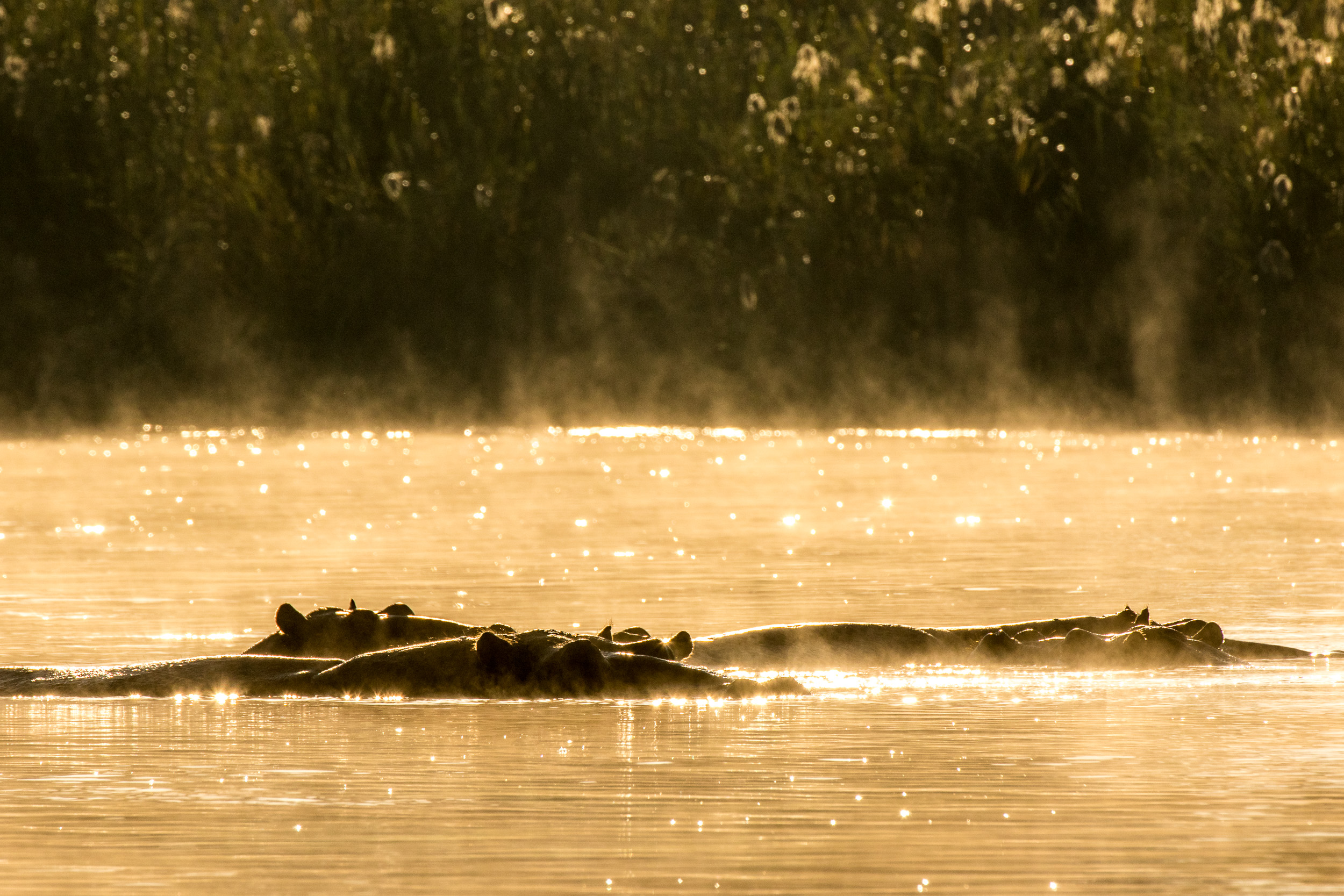 Africa, Kavango, Mahango Game Reserve, Namibia