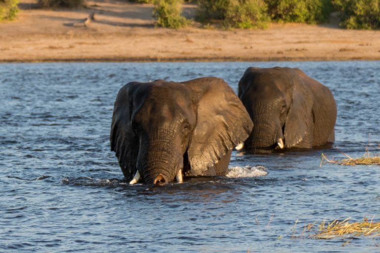 Africa, Chobe National Park, Wildlife, botswana