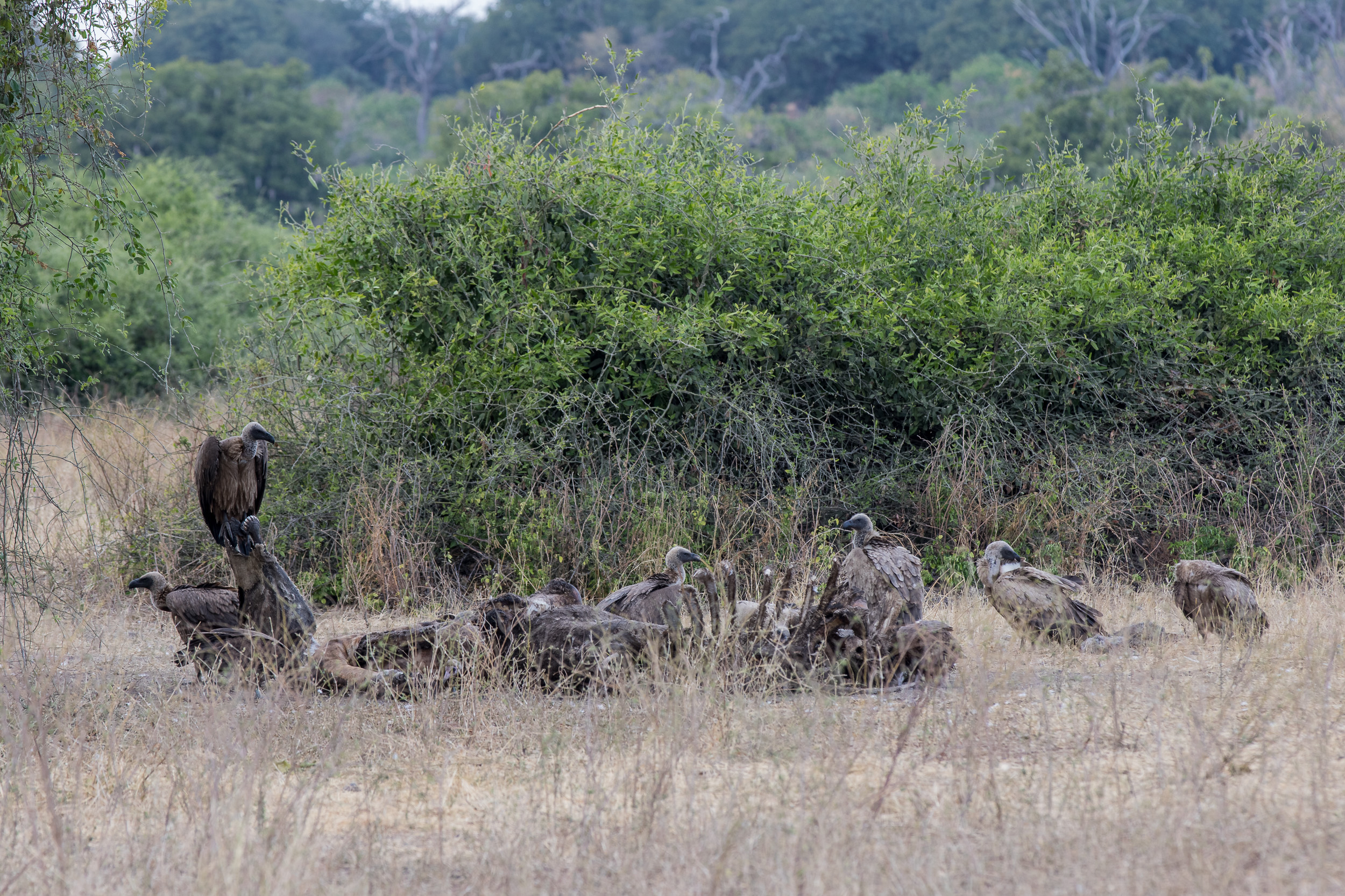 Africa, Chobe National Park, botswana