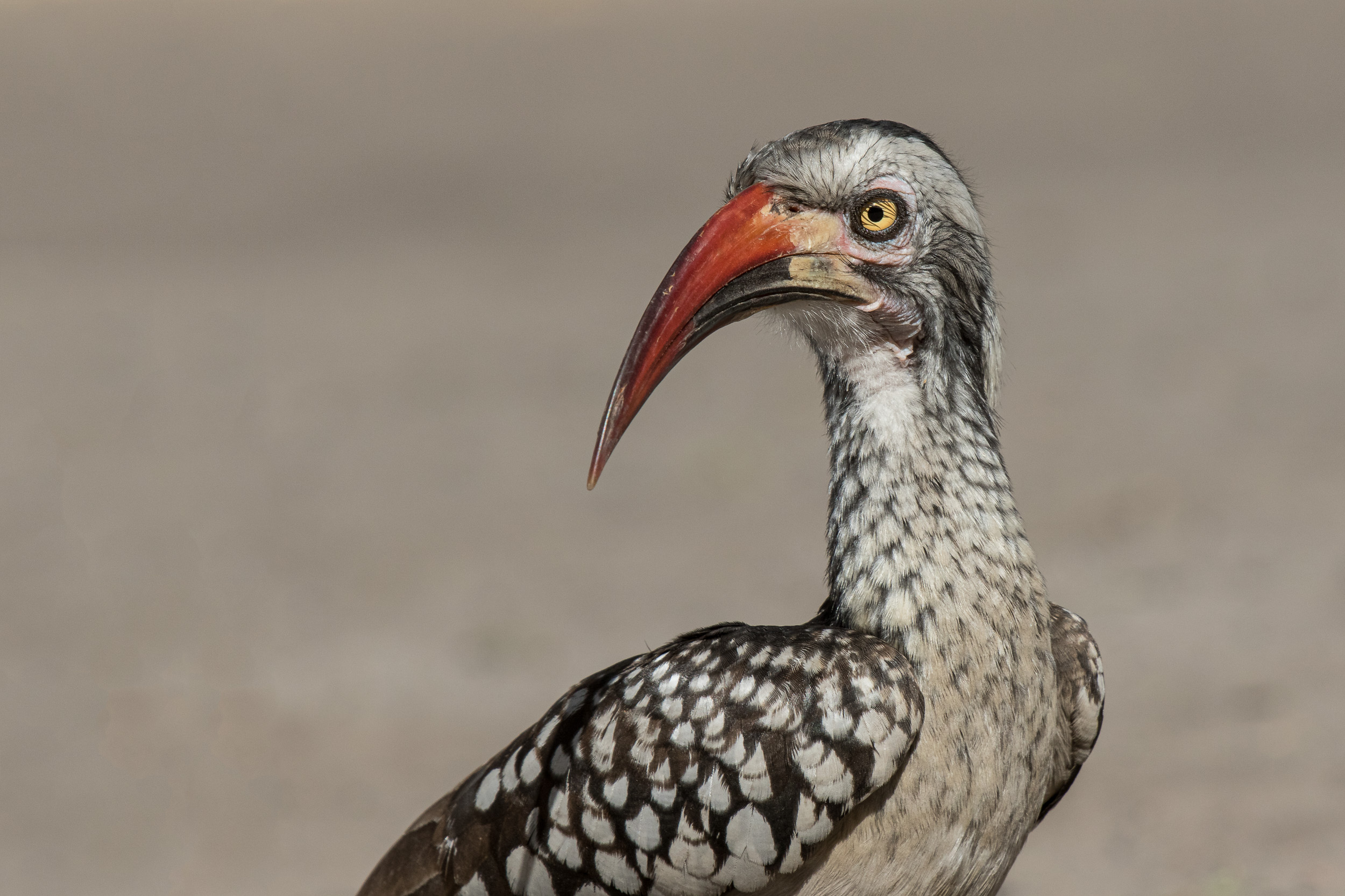 Africa, Chobe National Park, Savuti, Wildlife, botswana