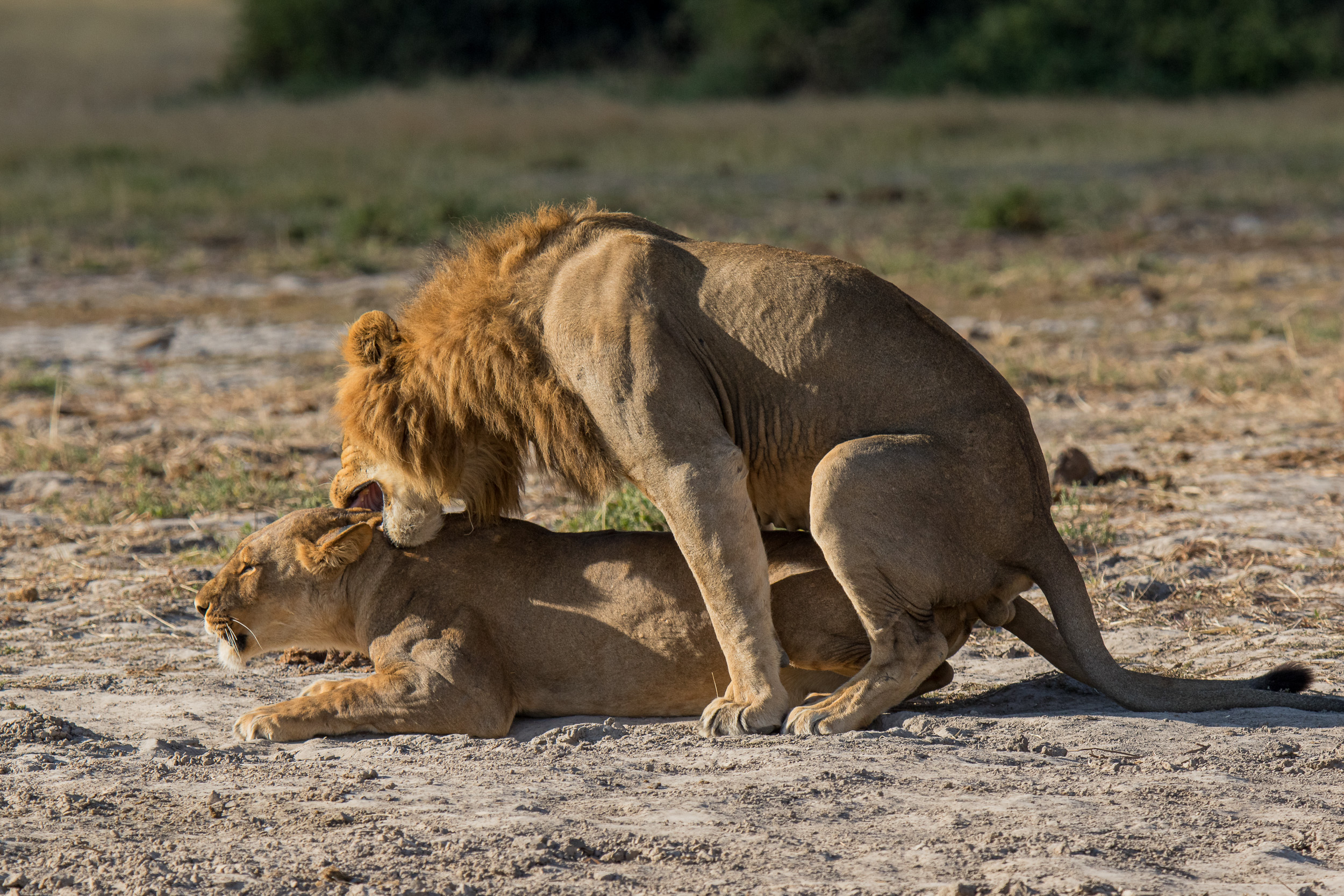 Africa, Chobe National Park, Savuti, botswana