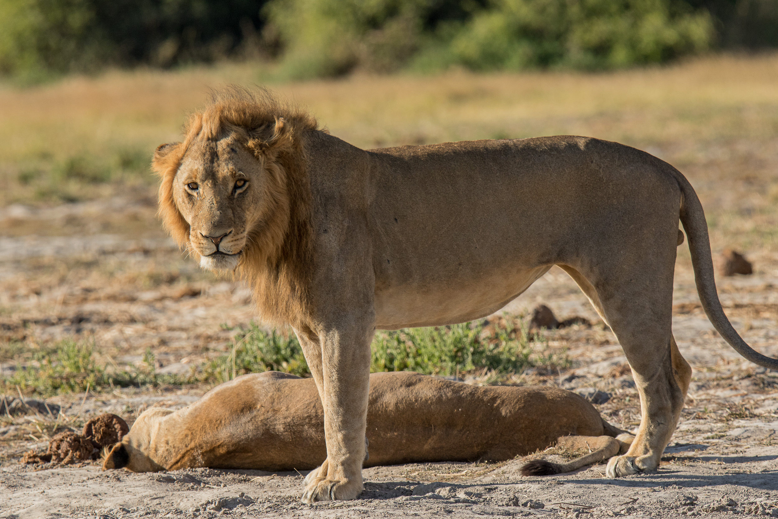 Africa, Chobe National Park, Savuti, botswana