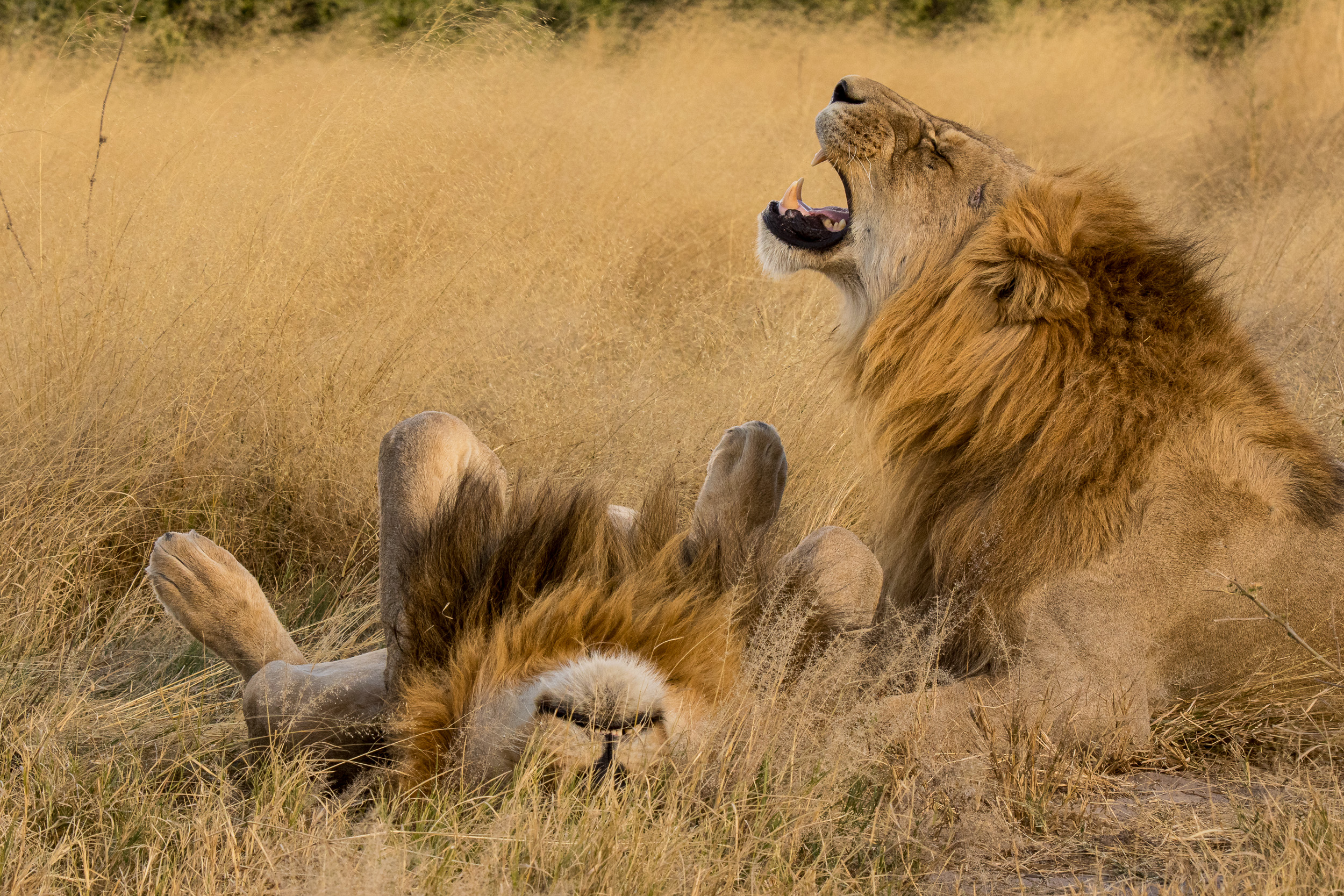 Africa, Chobe National Park, Savuti, Wildlife, botswana