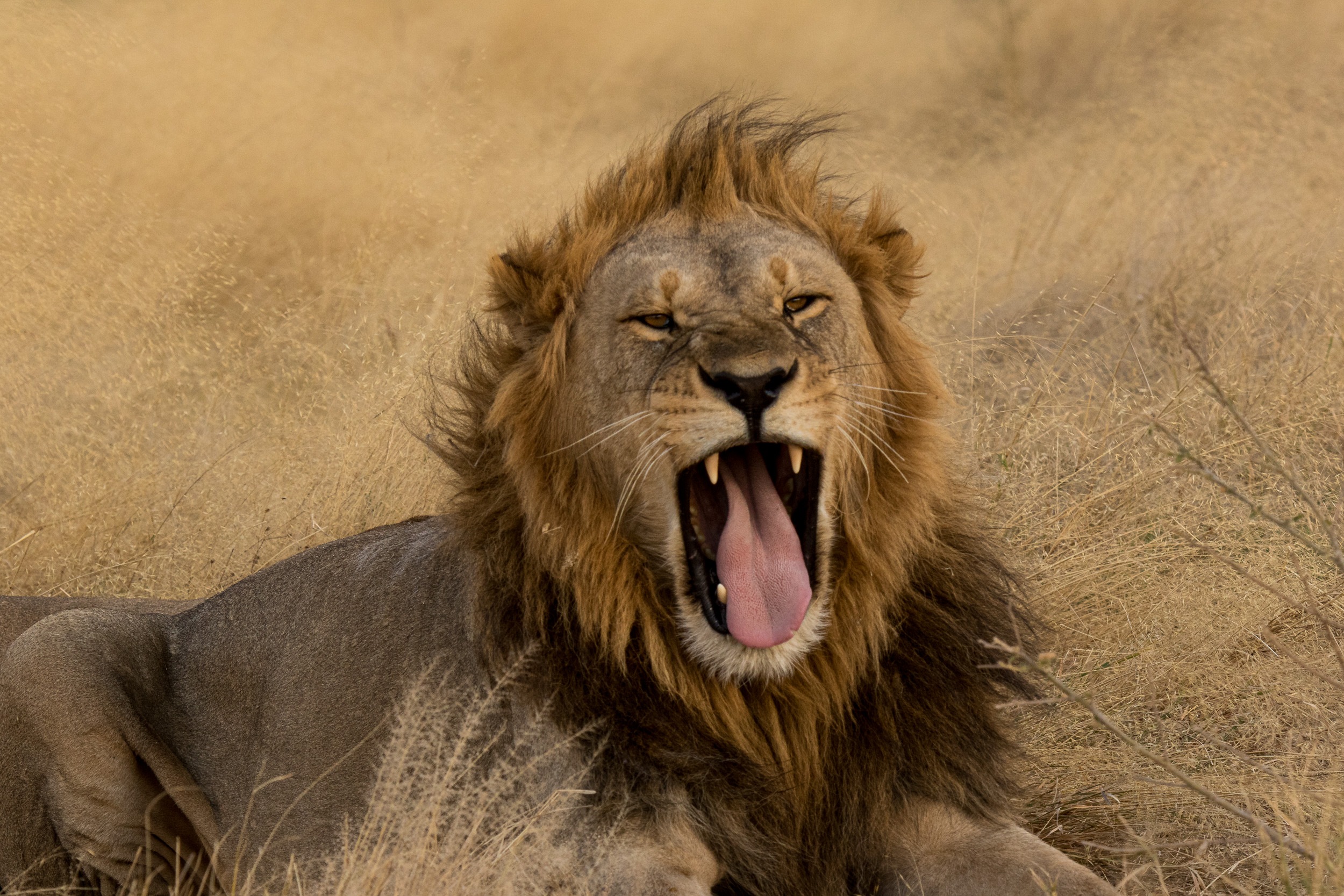 Africa, Chobe National Park, Savuti, botswana