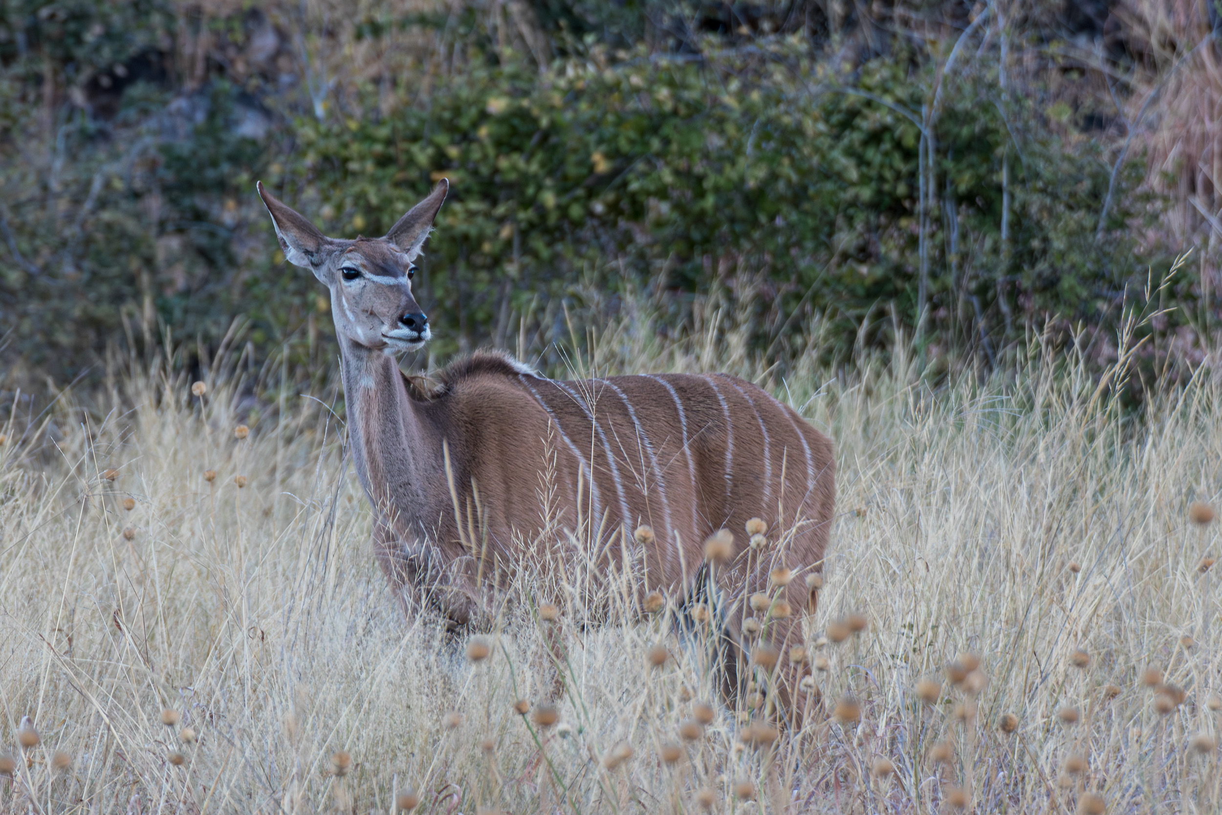 Africa, Chobe National Park, Savuti, Wildlife, botswana