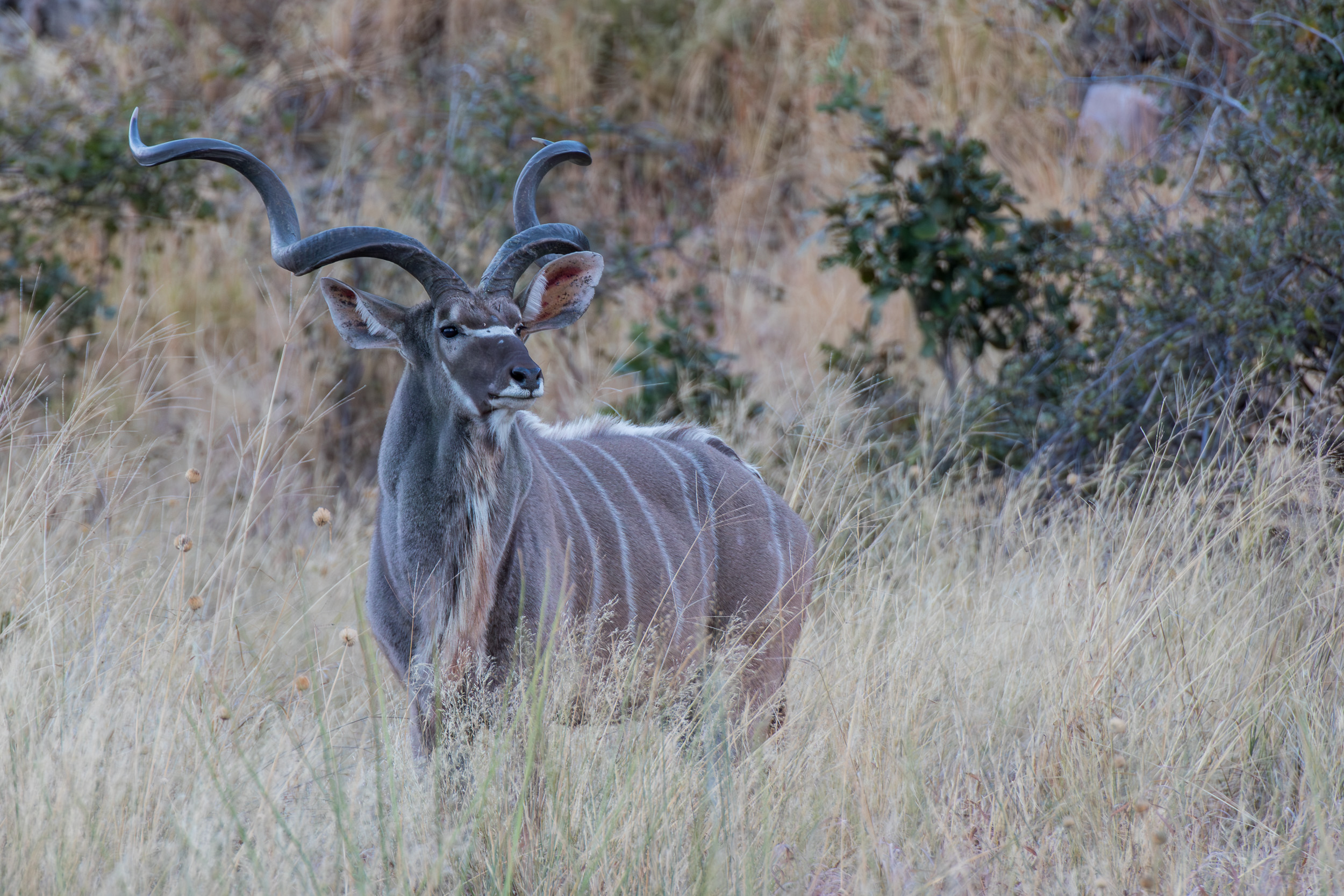 Africa, Chobe National Park, Savuti, Wildlife, botswana