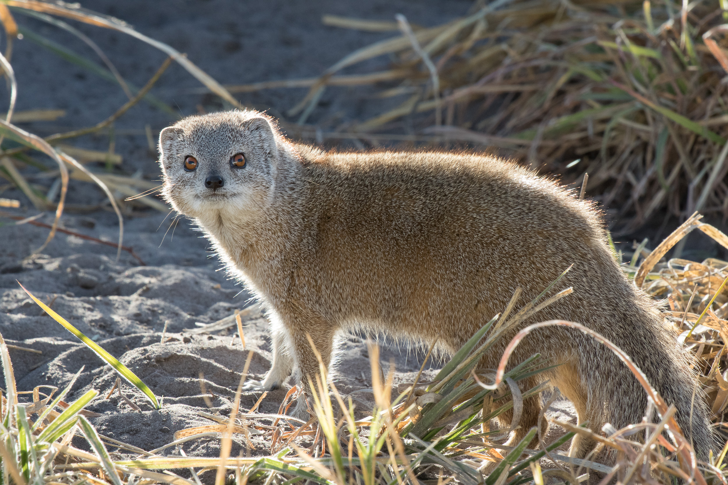 Africa, Chobe National Park, Savuti, Wildlife, botswana