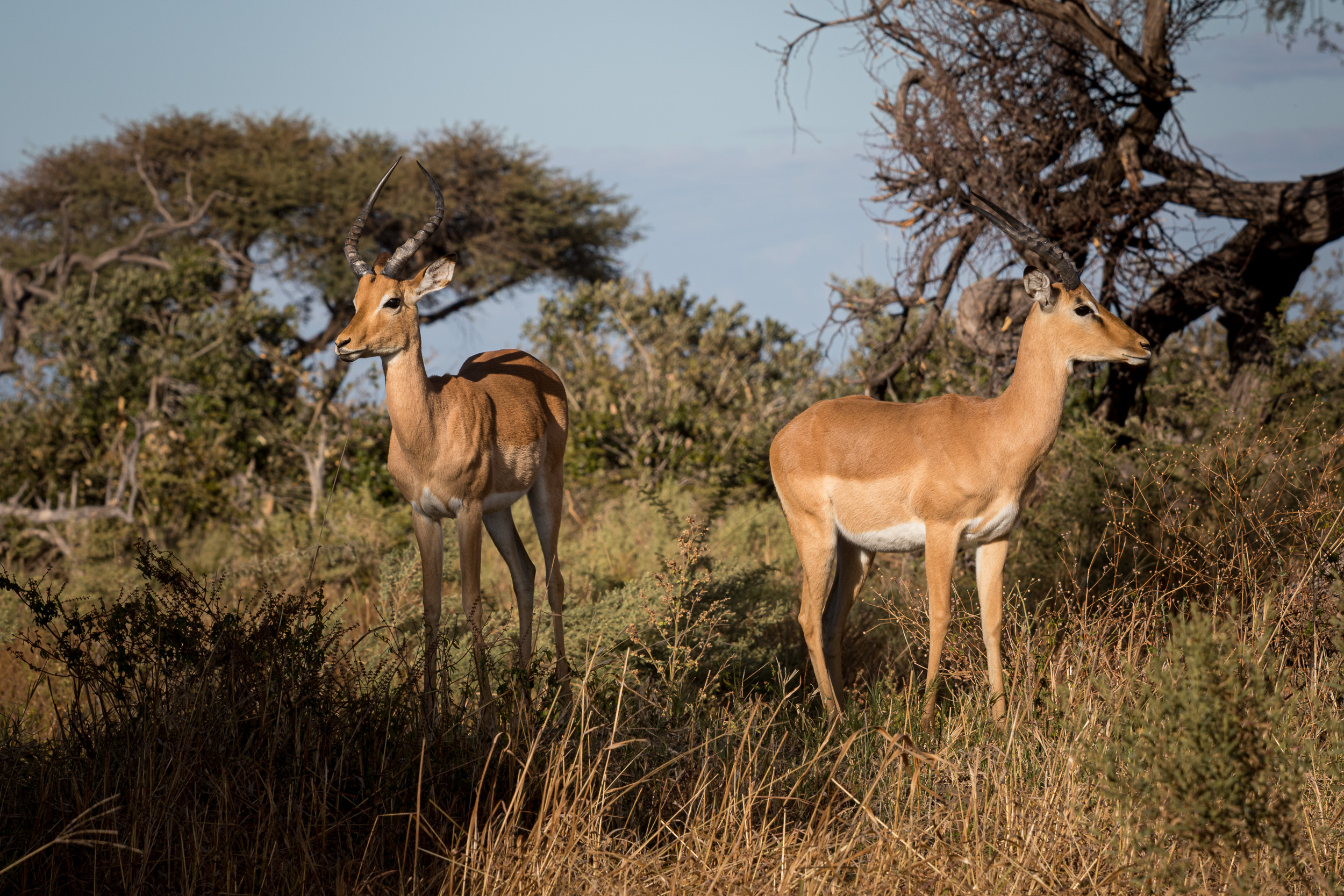 Africa, Chobe National Park, Savuti, Wildlife, botswana