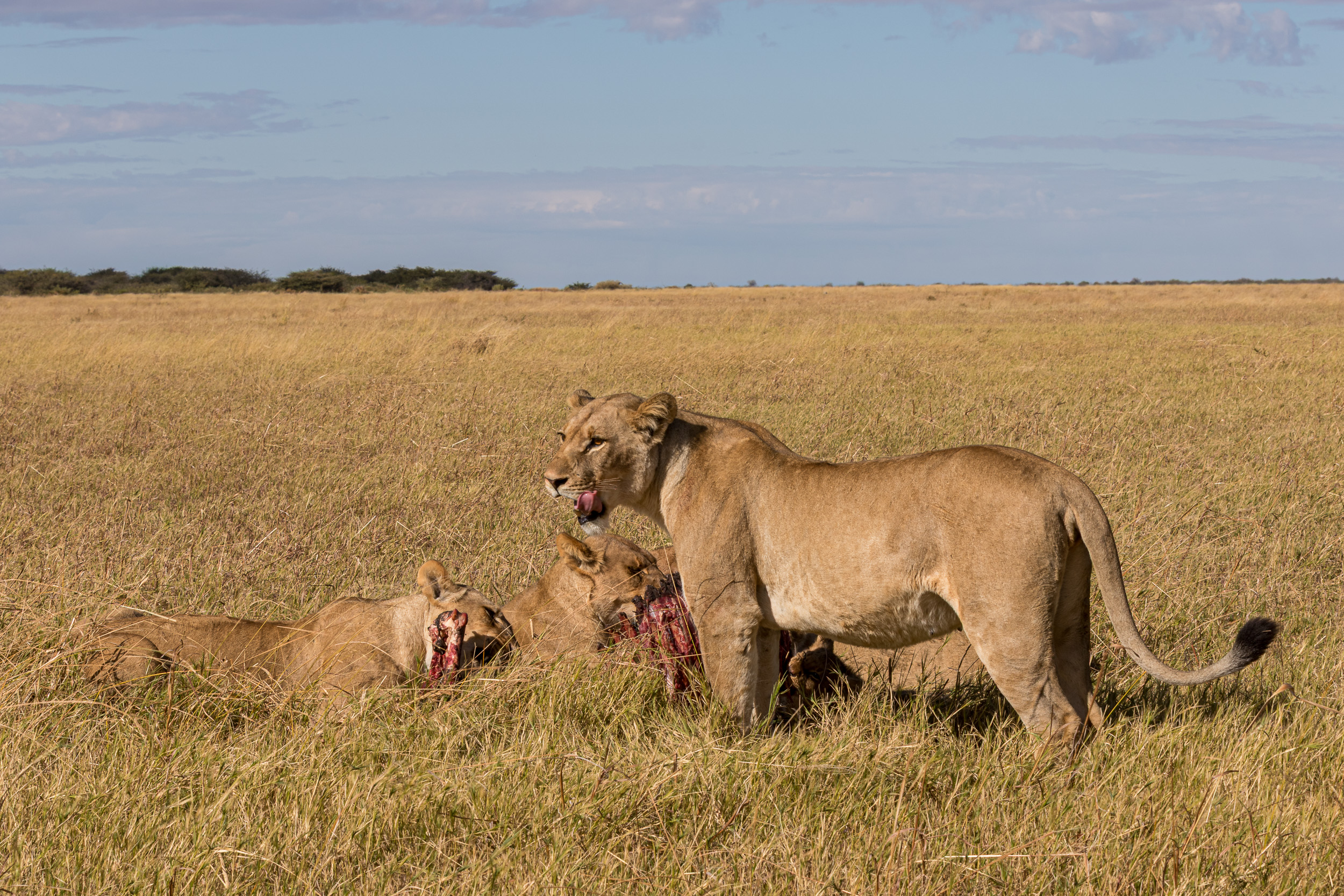 Africa, Chobe National Park, Savuti, Wildlife, botswana