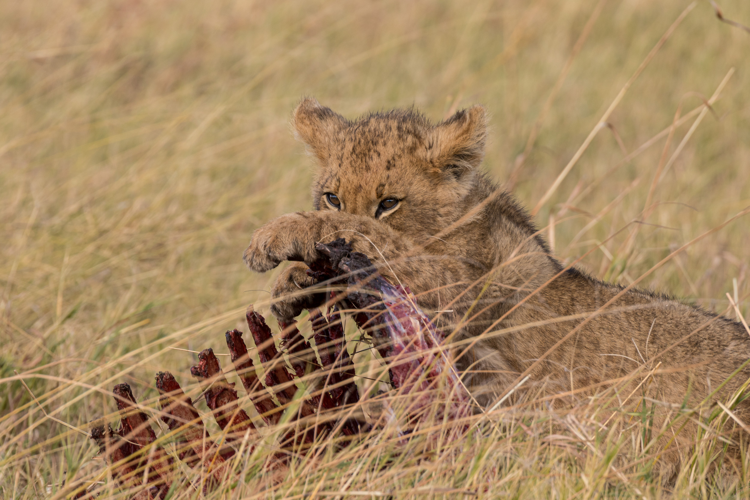 Africa, Chobe National Park, Savuti, botswana