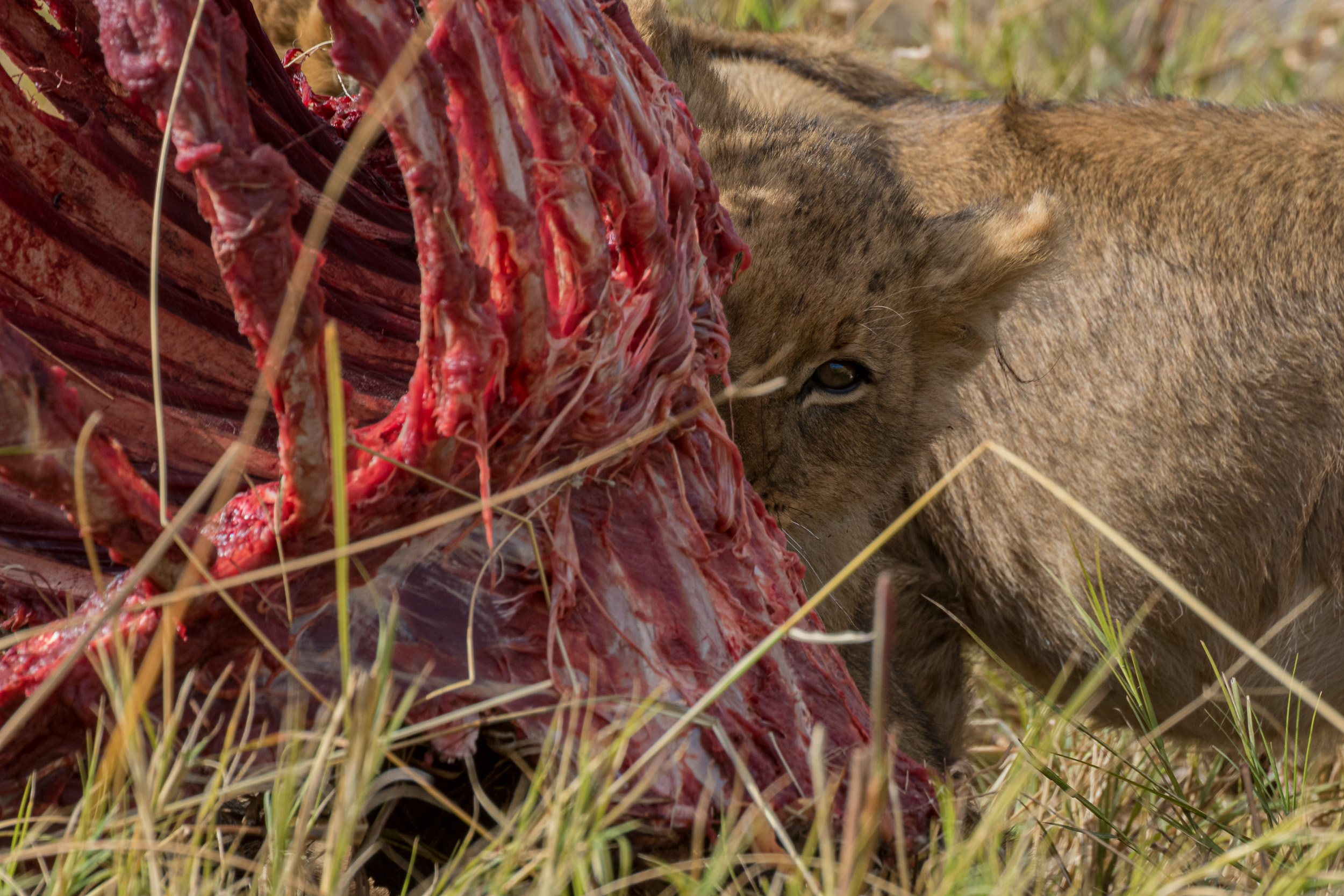 Africa, Chobe National Park, Savuti, botswana