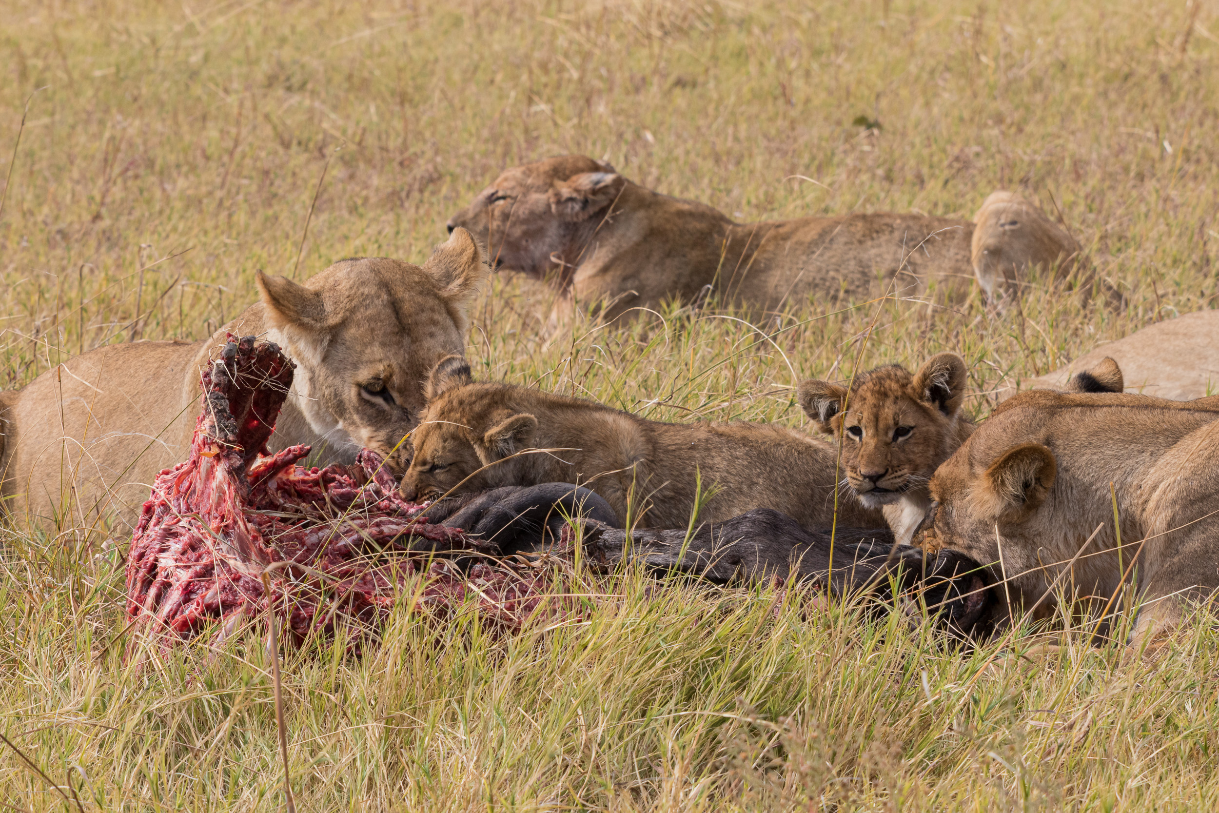 Africa, Chobe National Park, Savuti, botswana
