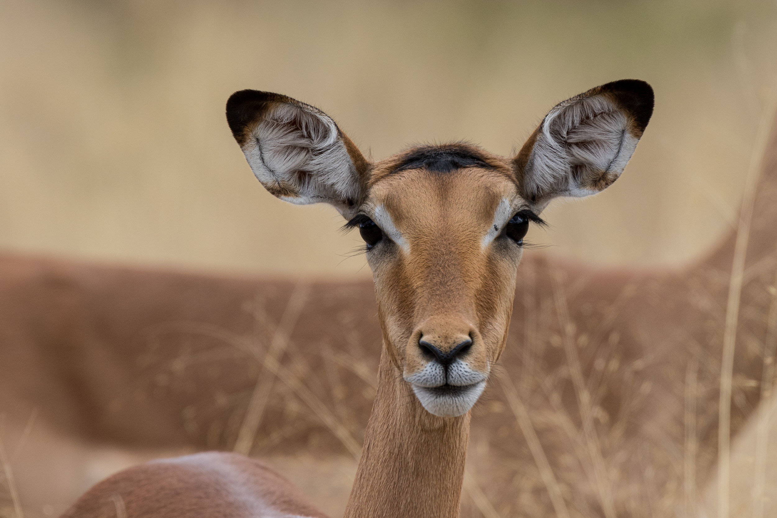 Africa, Chobe National Park, Savuti, Wildlife, botswana