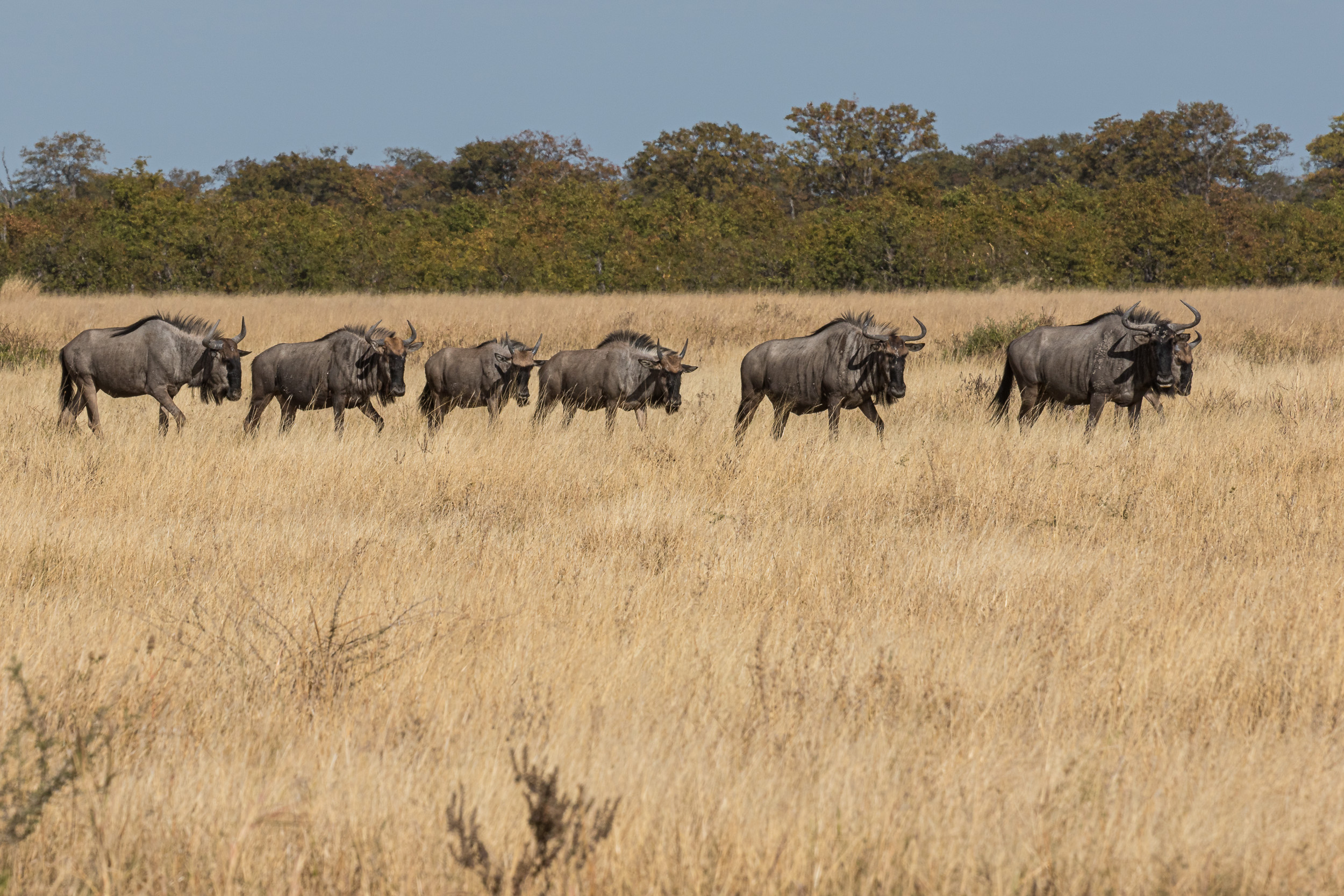 Africa, Chobe National Park, Savuti, Wildlife, botswana