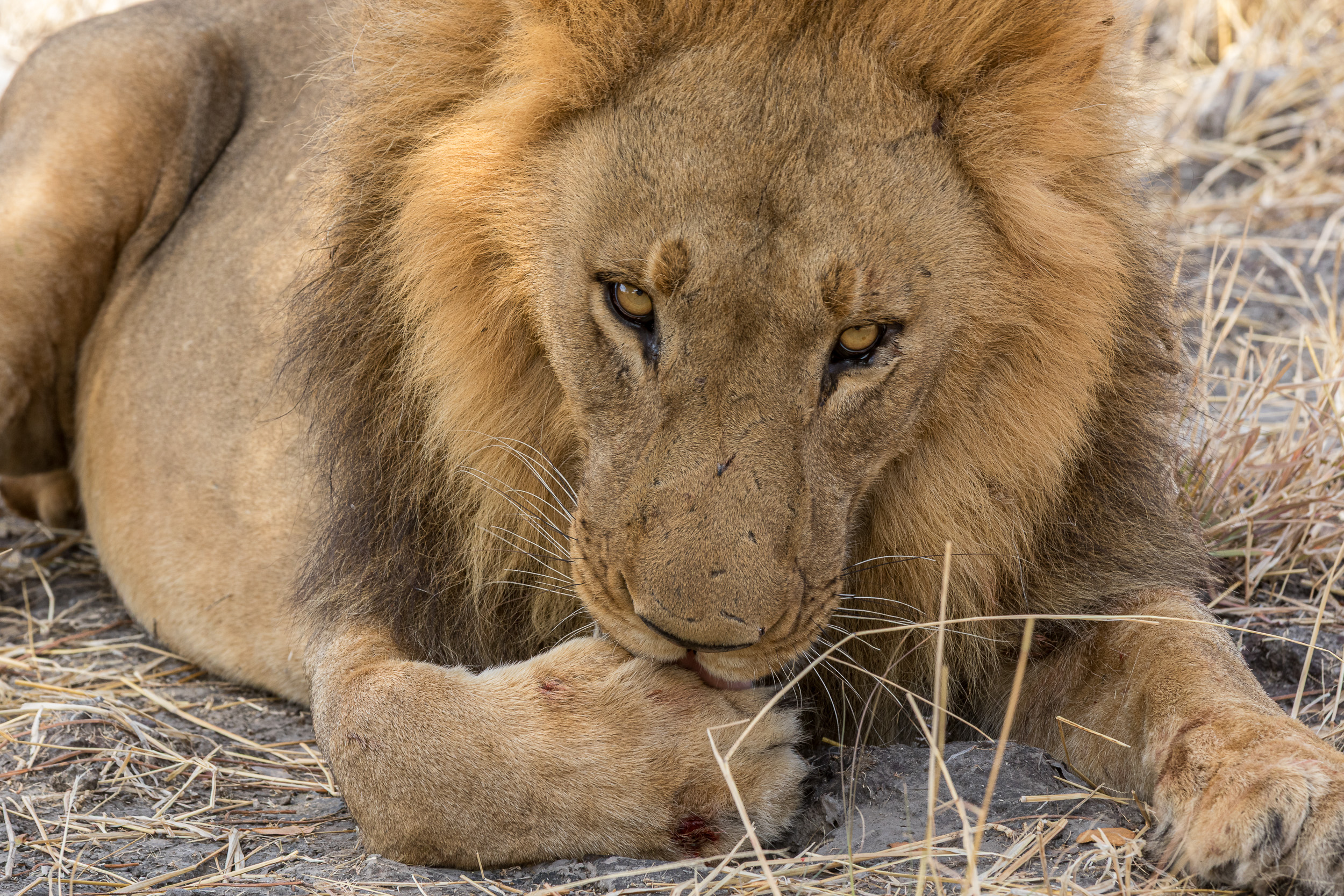 Africa, Chobe National Park, Savuti, botswana