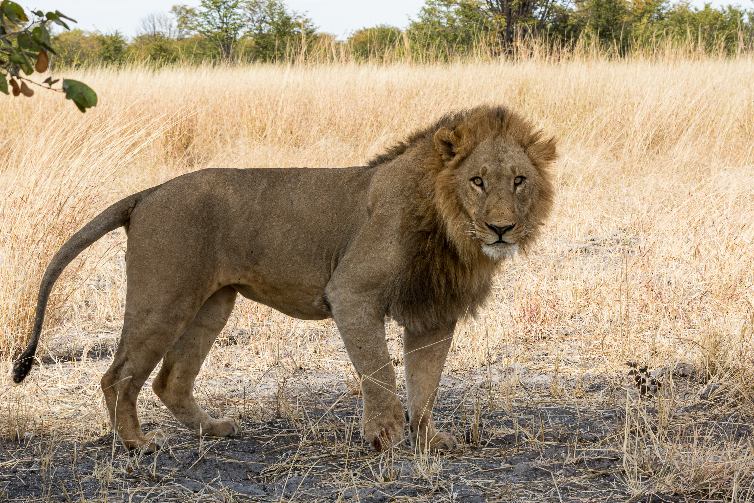 Africa, Chobe National Park, Savuti, botswana