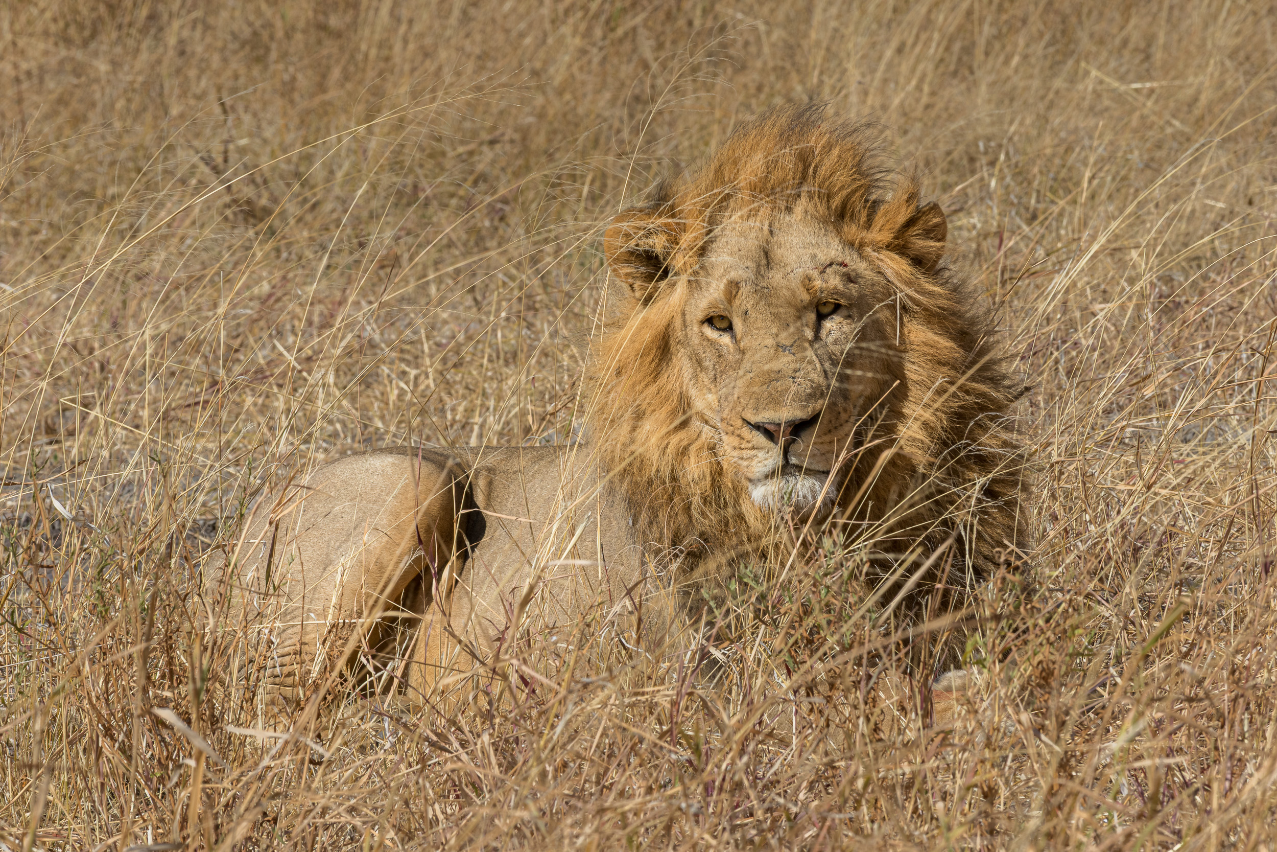 Africa, Chobe National Park, Savuti, botswana
