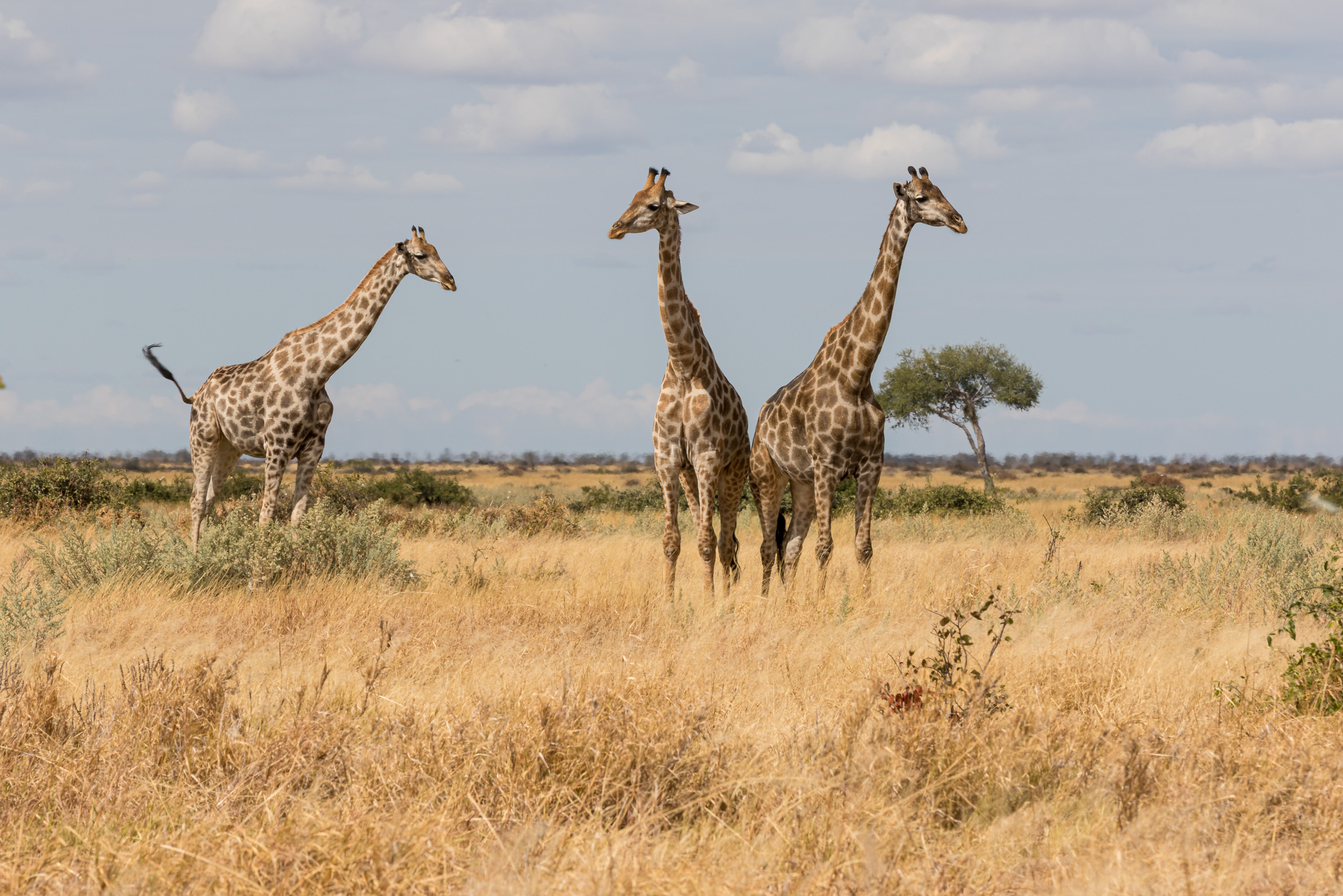 Africa, Chobe National Park, Savuti, Wildlife, botswana