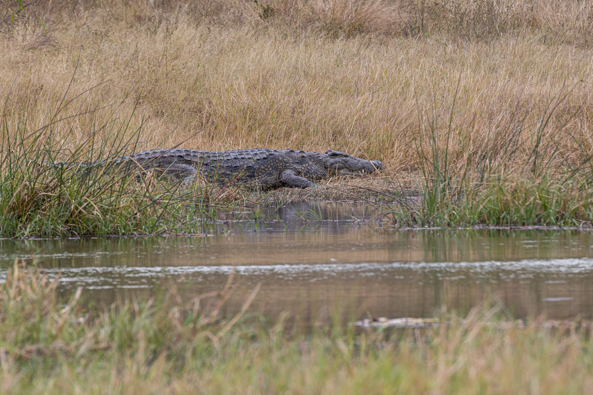 Africa, Khwai, botswana