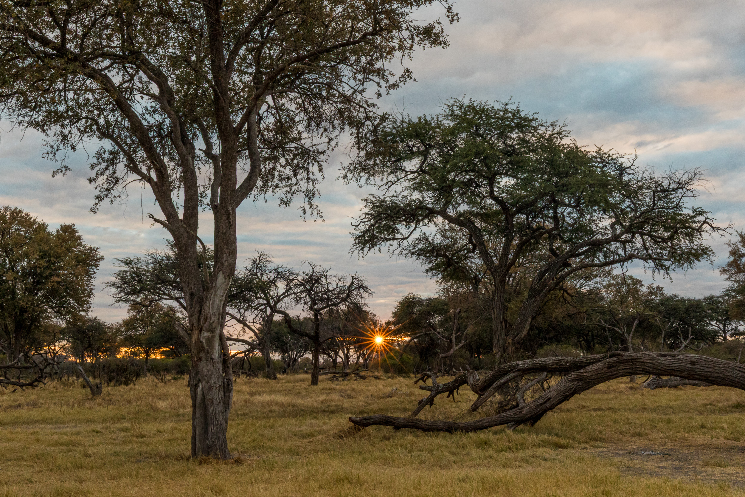 Africa, Khwai, Khwai Community Camp, botswana
