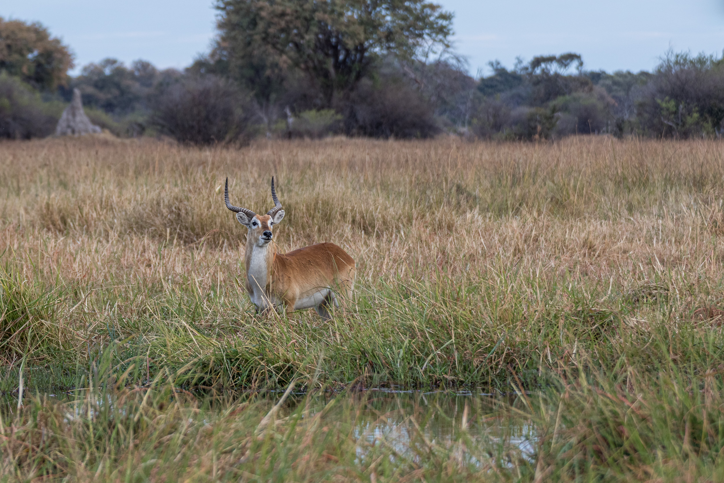 Africa, Khwai, Wildlife, botswana