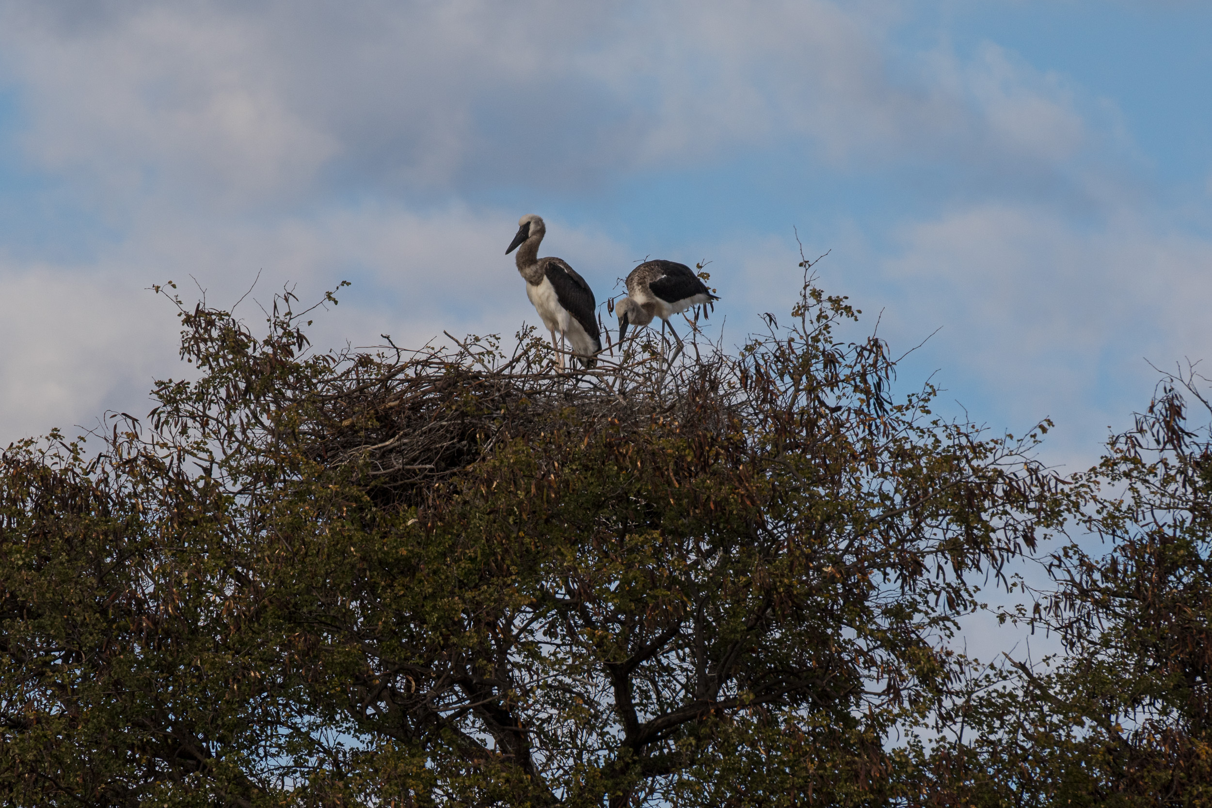 Africa, Khwai, botswana