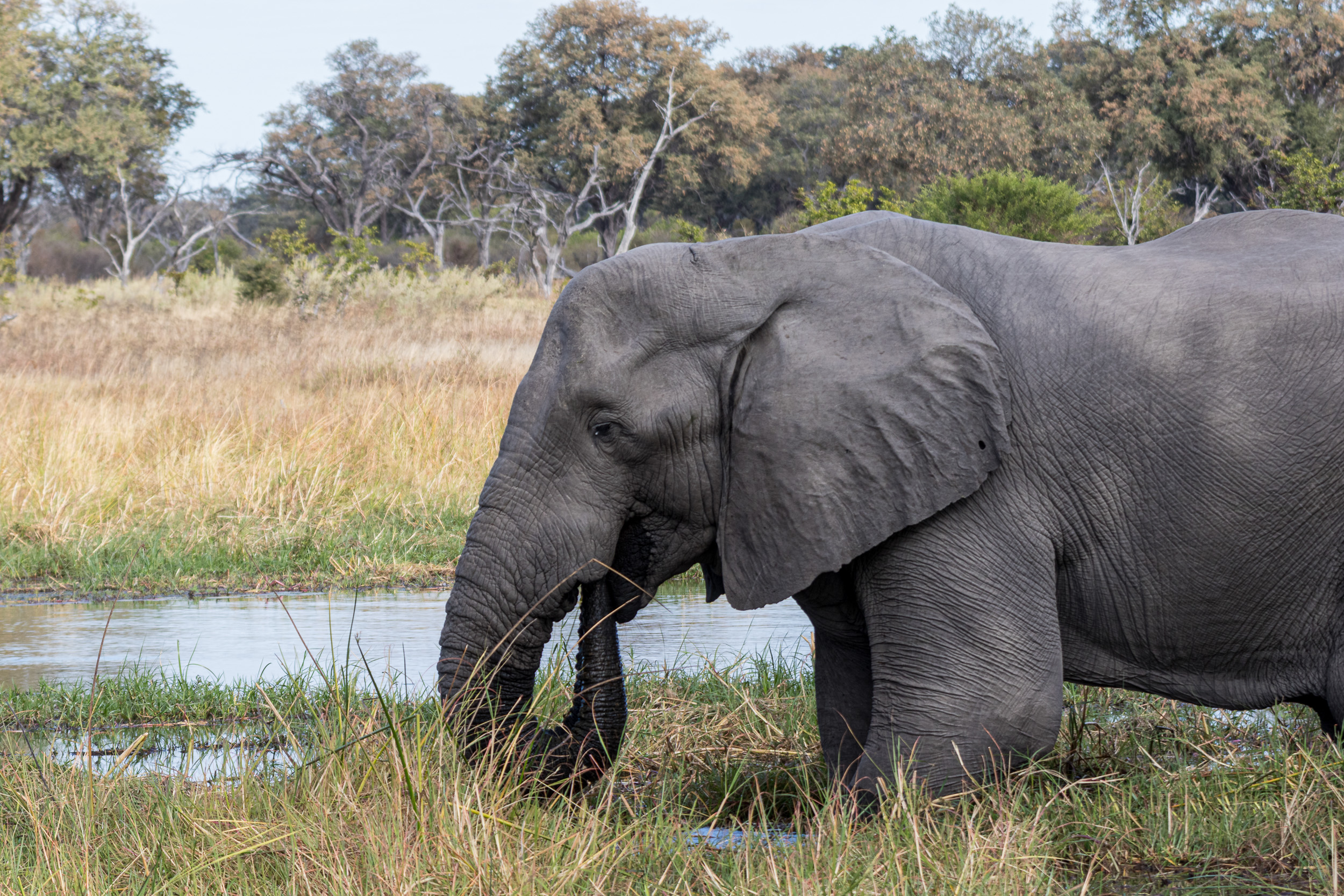 Africa, Khwai, botswana