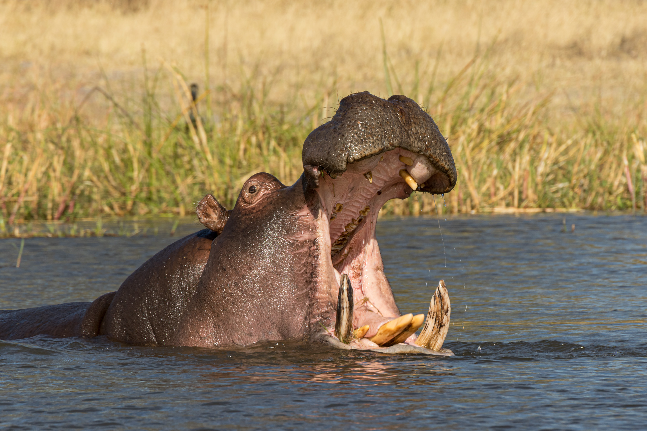 Africa, Khwai, Wildlife, botswana