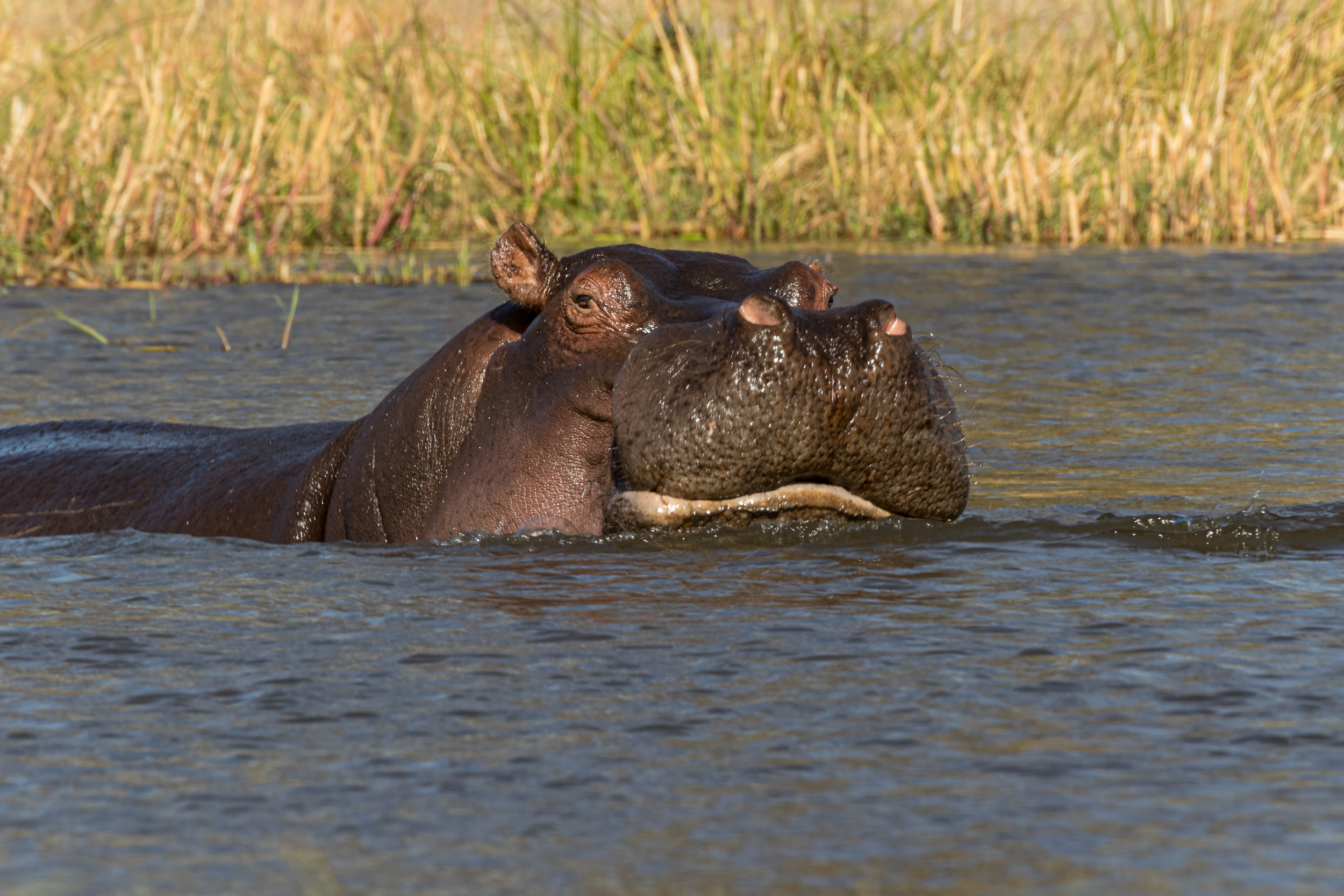Africa, Khwai, botswana