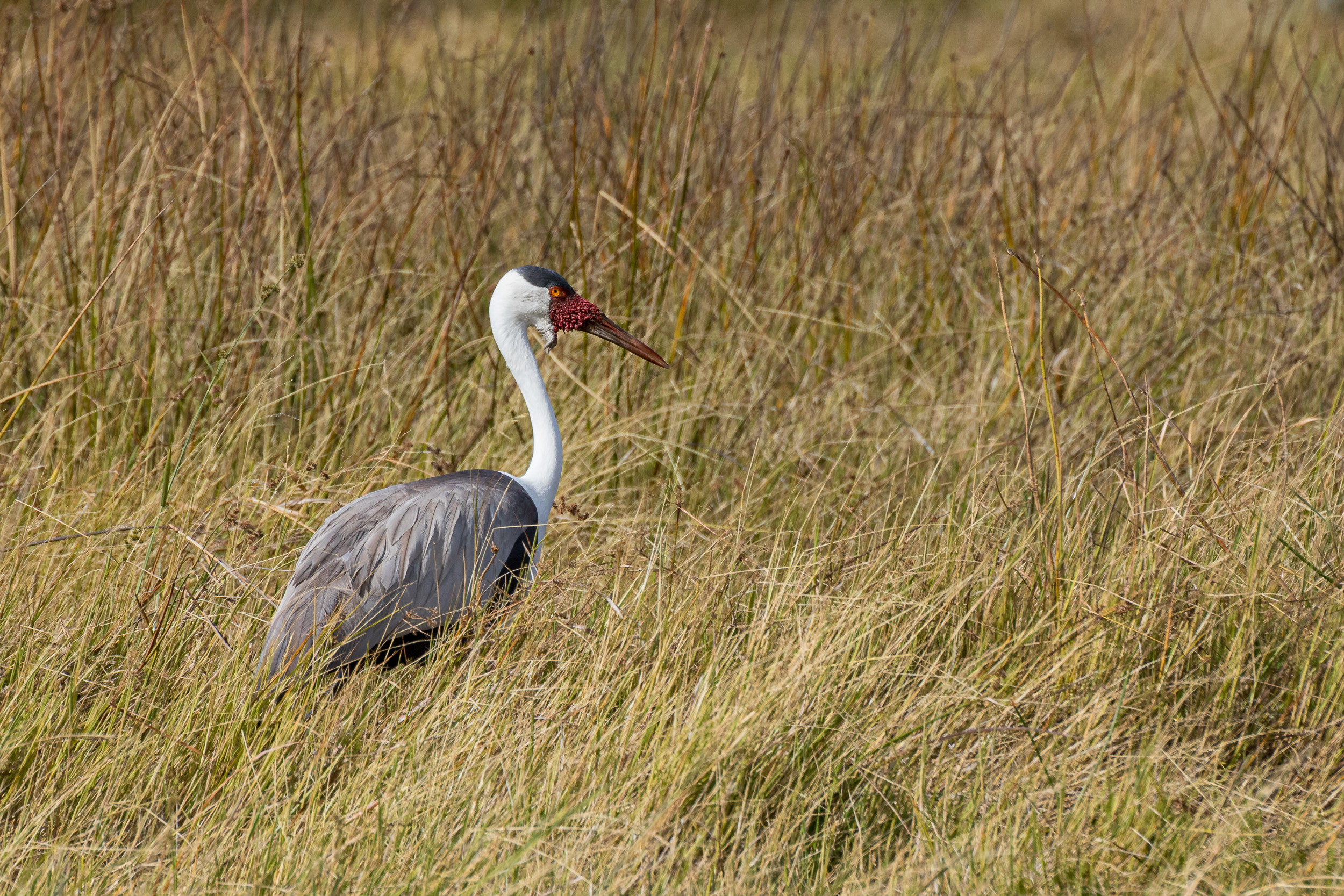 Africa, Khwai, Wildlife, botswana