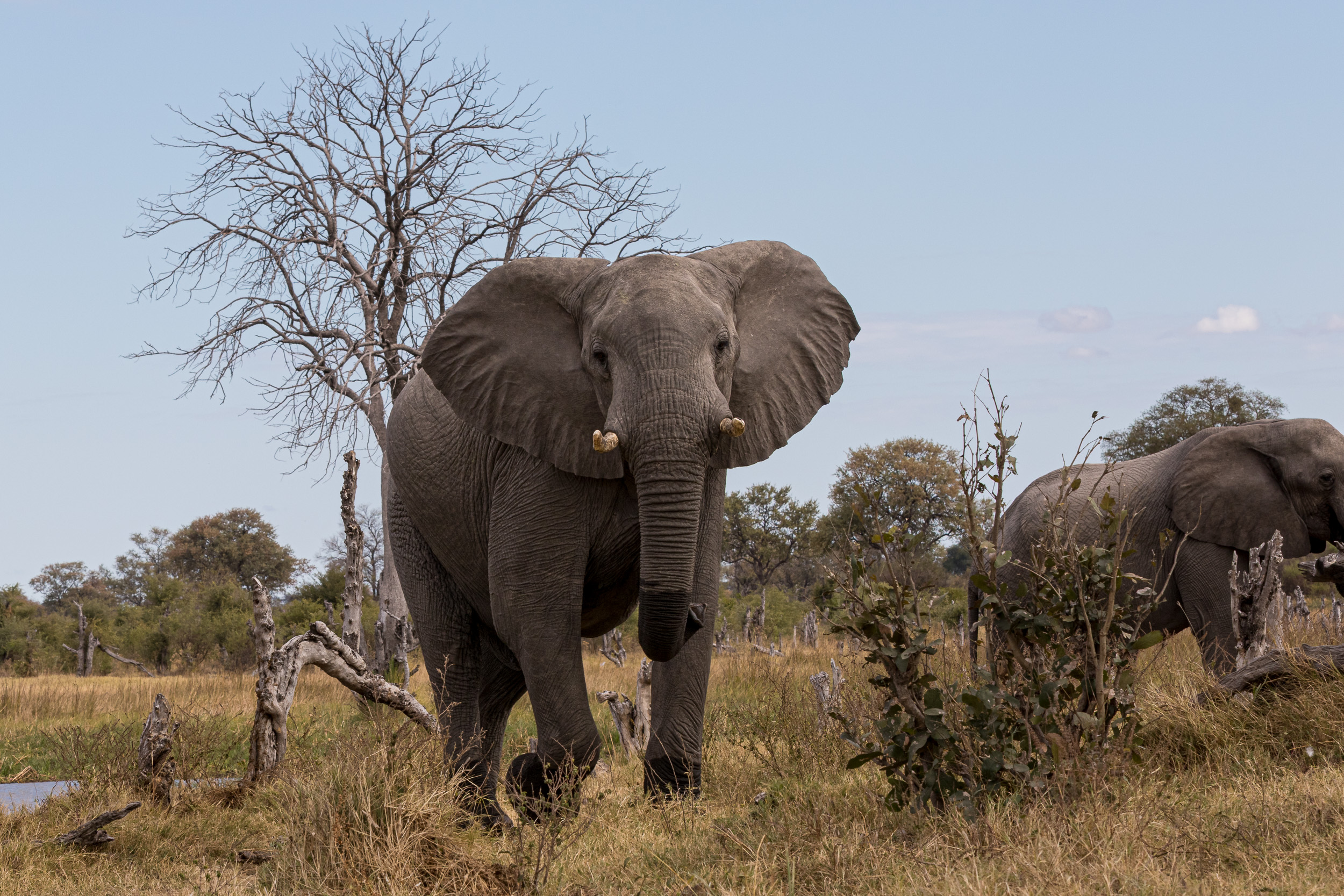 Africa, Khwai, botswana