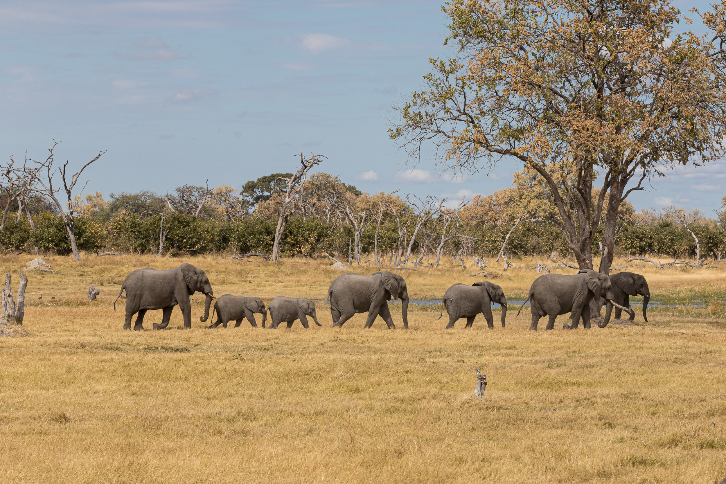 Africa, Khwai, Wildlife, botswana