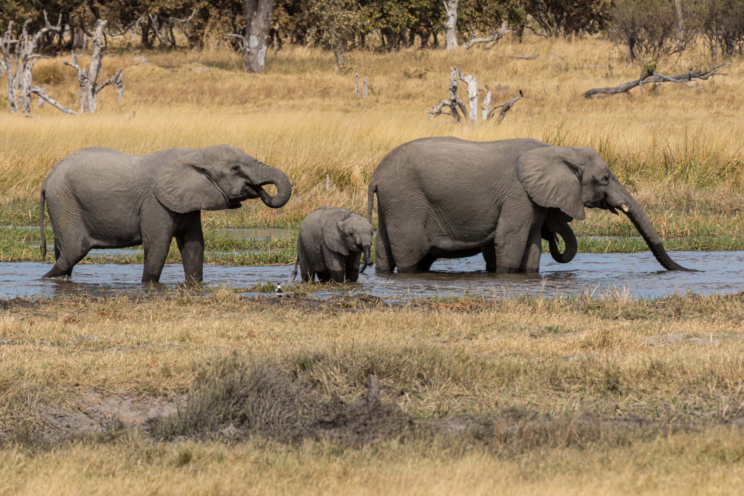 Africa, Khwai, Wildlife, botswana