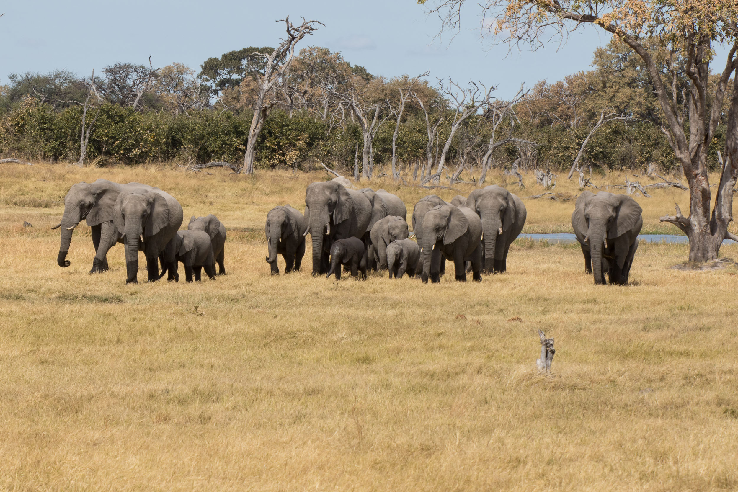 Elephants in the Khwai Community Concession of Botswana