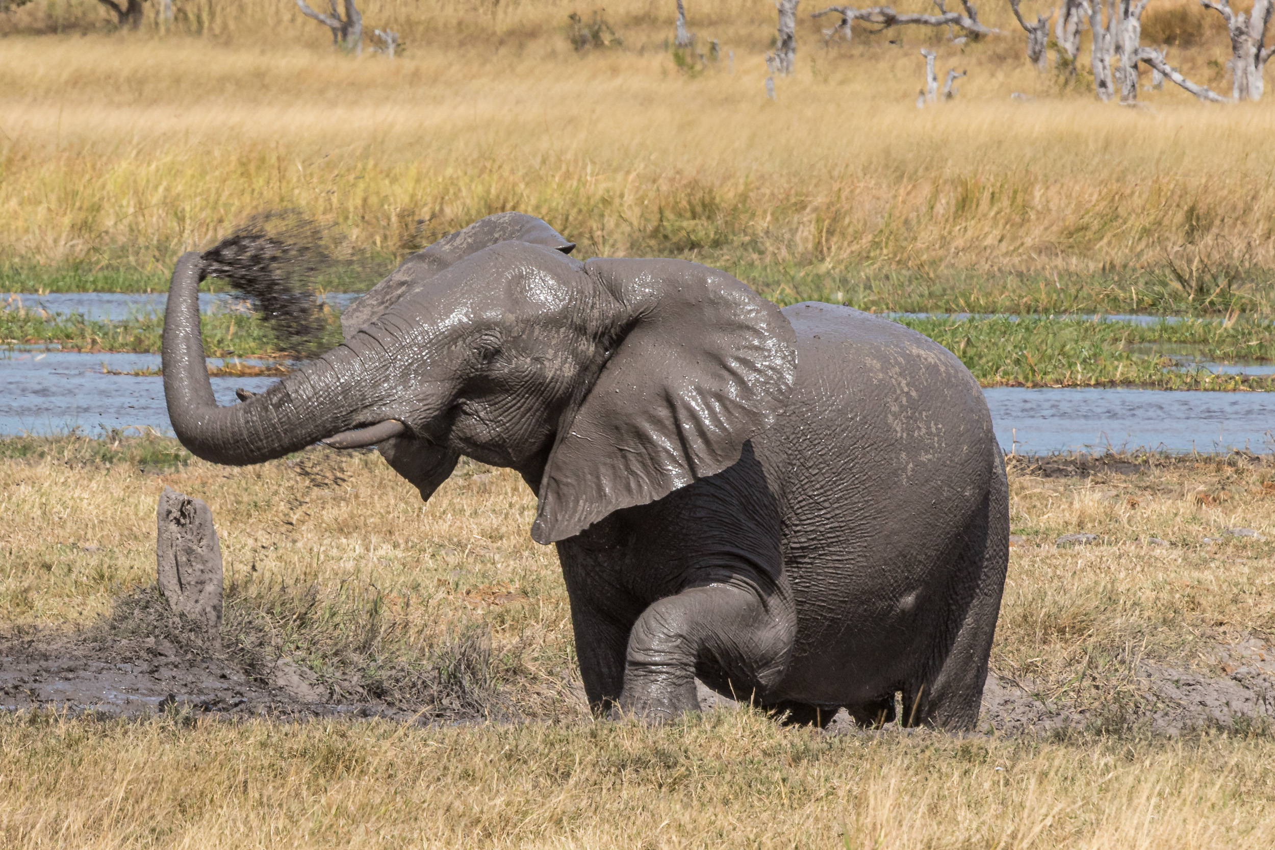 Africa, Khwai, Wildlife, botswana