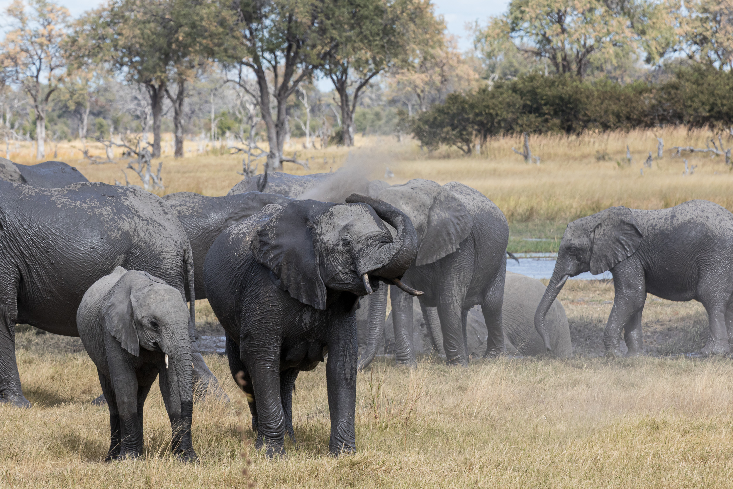 Africa, Khwai, Wildlife, botswana