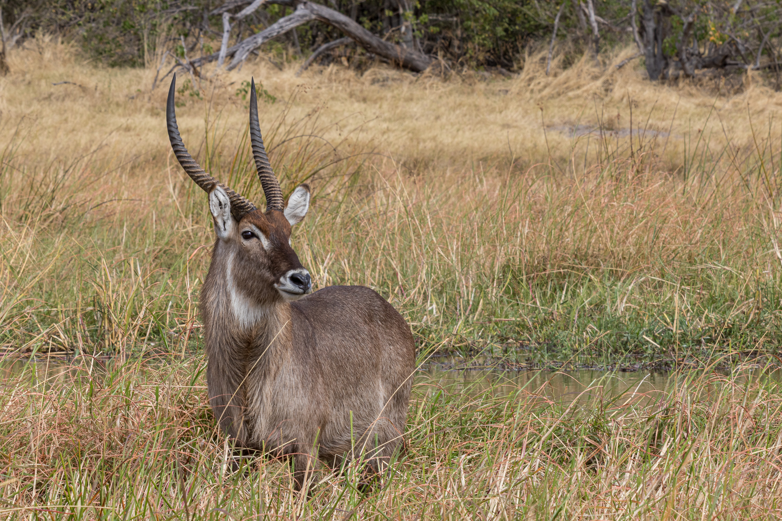 Africa, Khwai, Wildlife, botswana