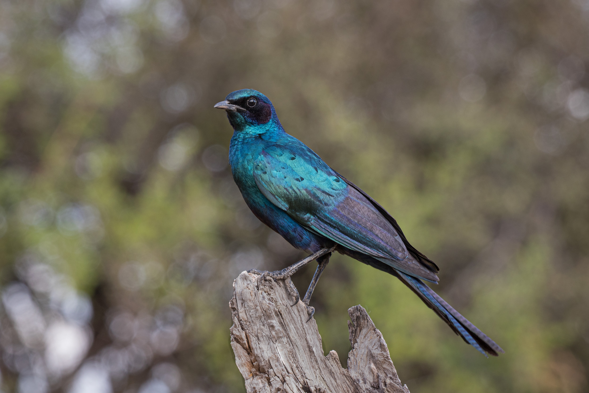 Africa, Khwai, Wildlife, botswana