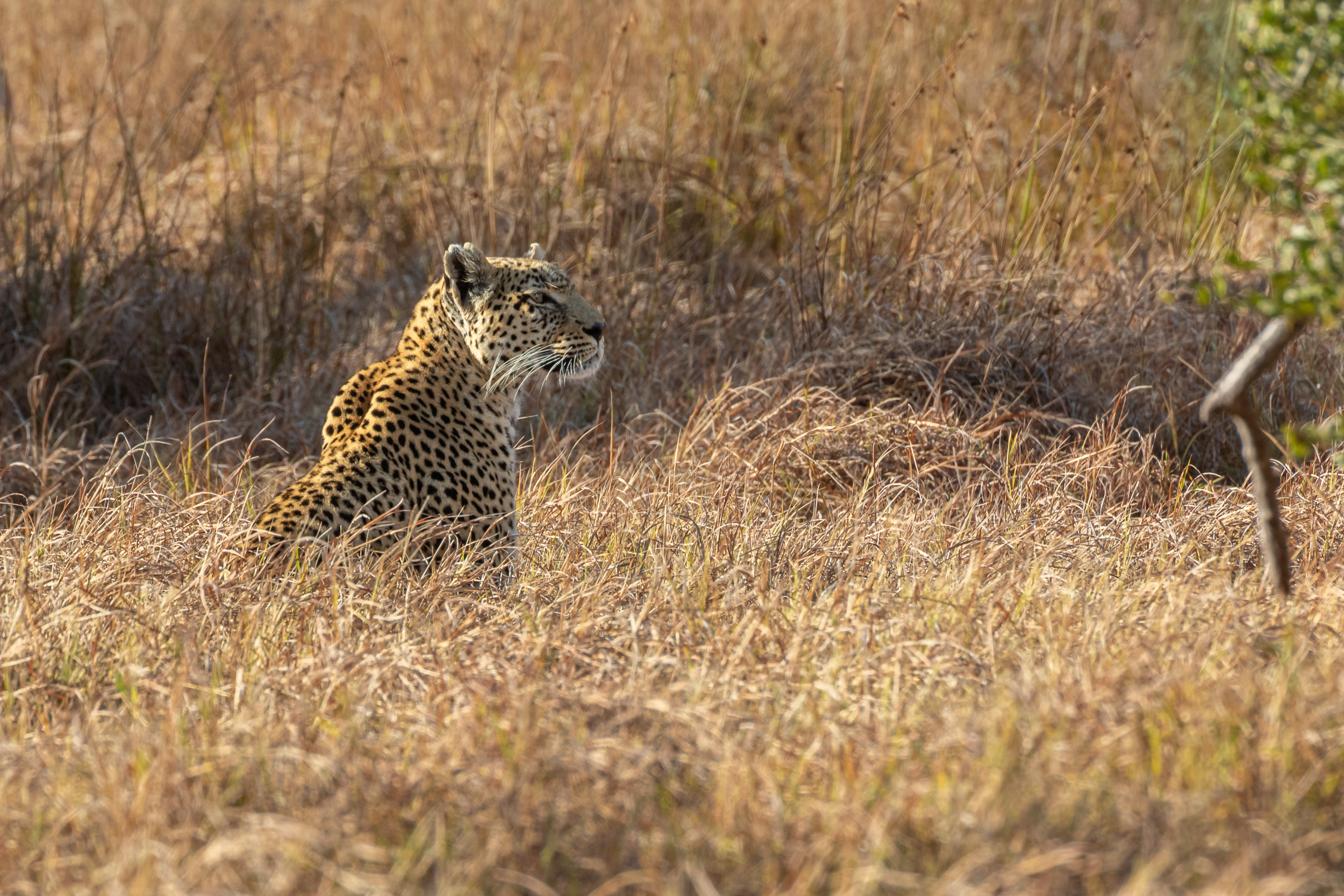 Africa, Khwai, botswana