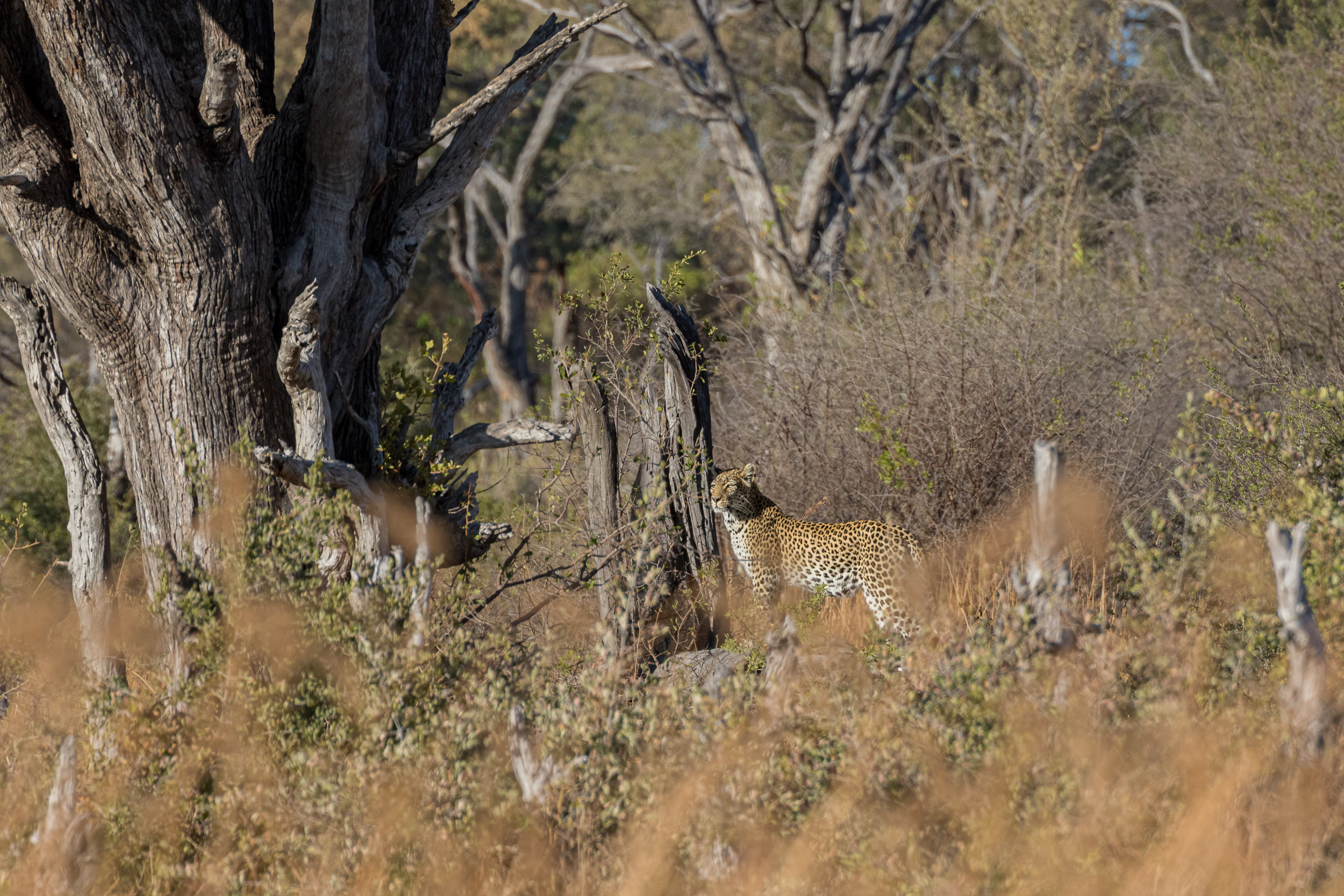 Africa, Khwai, botswana