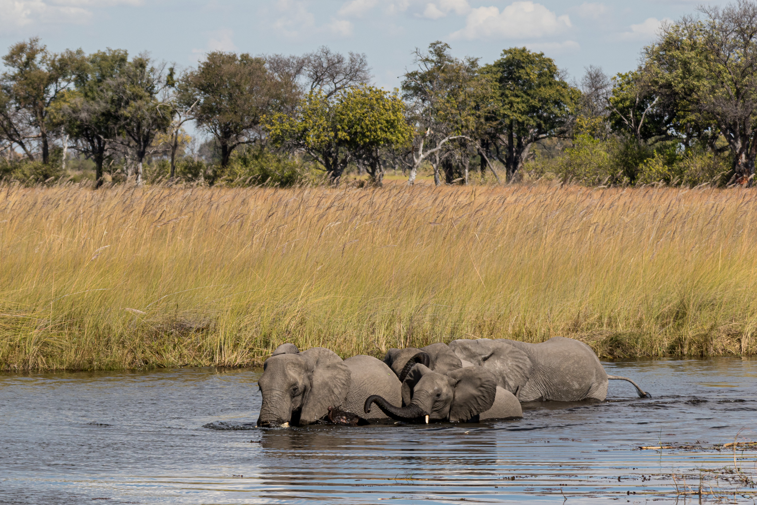 Africa, Moremi Game Reserve, Okavango, botswana