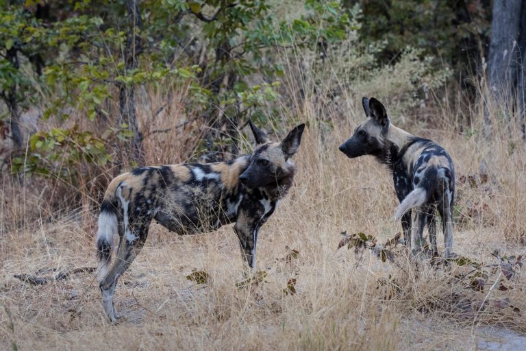 Painted dogs in Moremi Game Reserve in Botswana