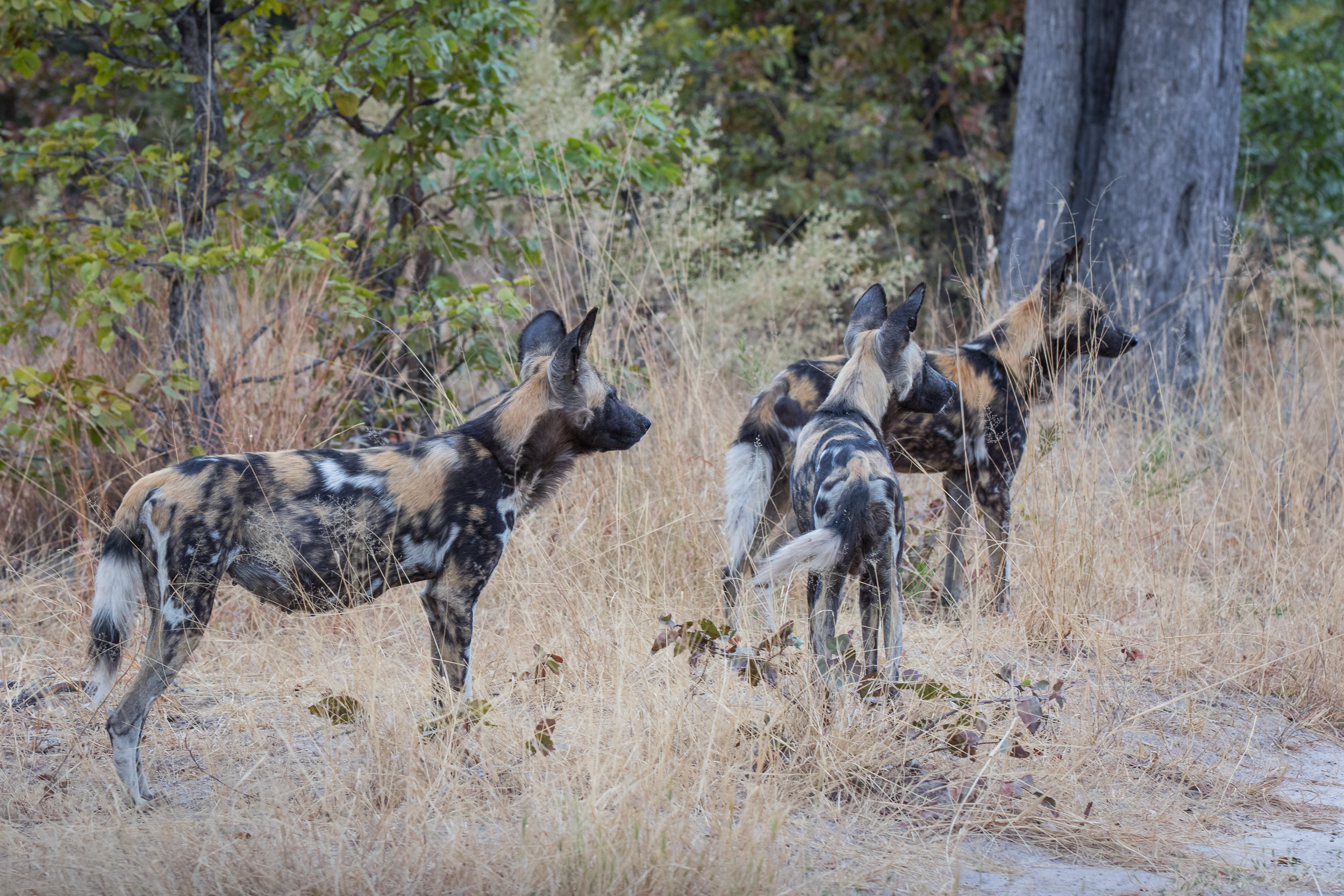 Africa, Moremi Game Reserve, botswana