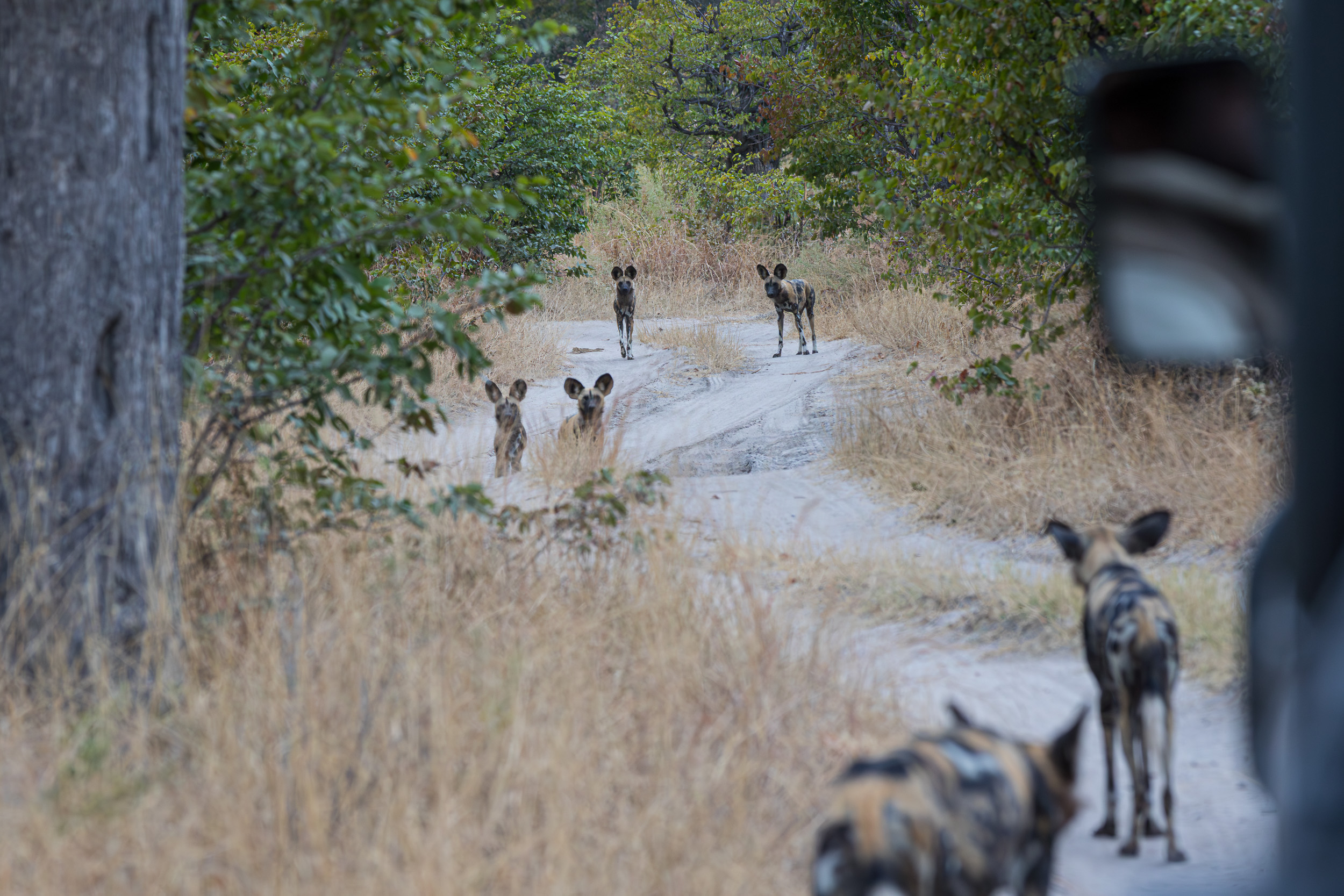 Africa, Moremi Game Reserve, botswana
