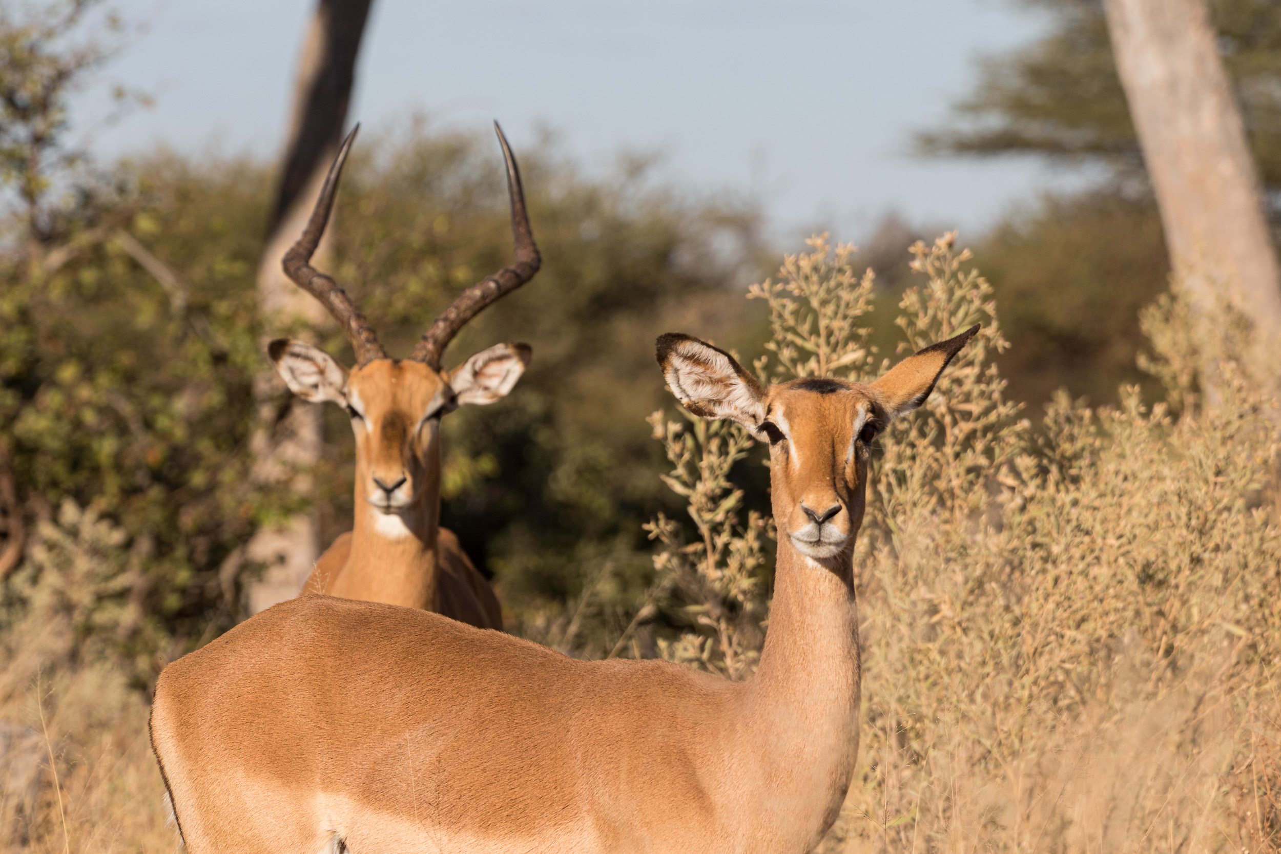 Africa, Moremi Game Reserve, botswana