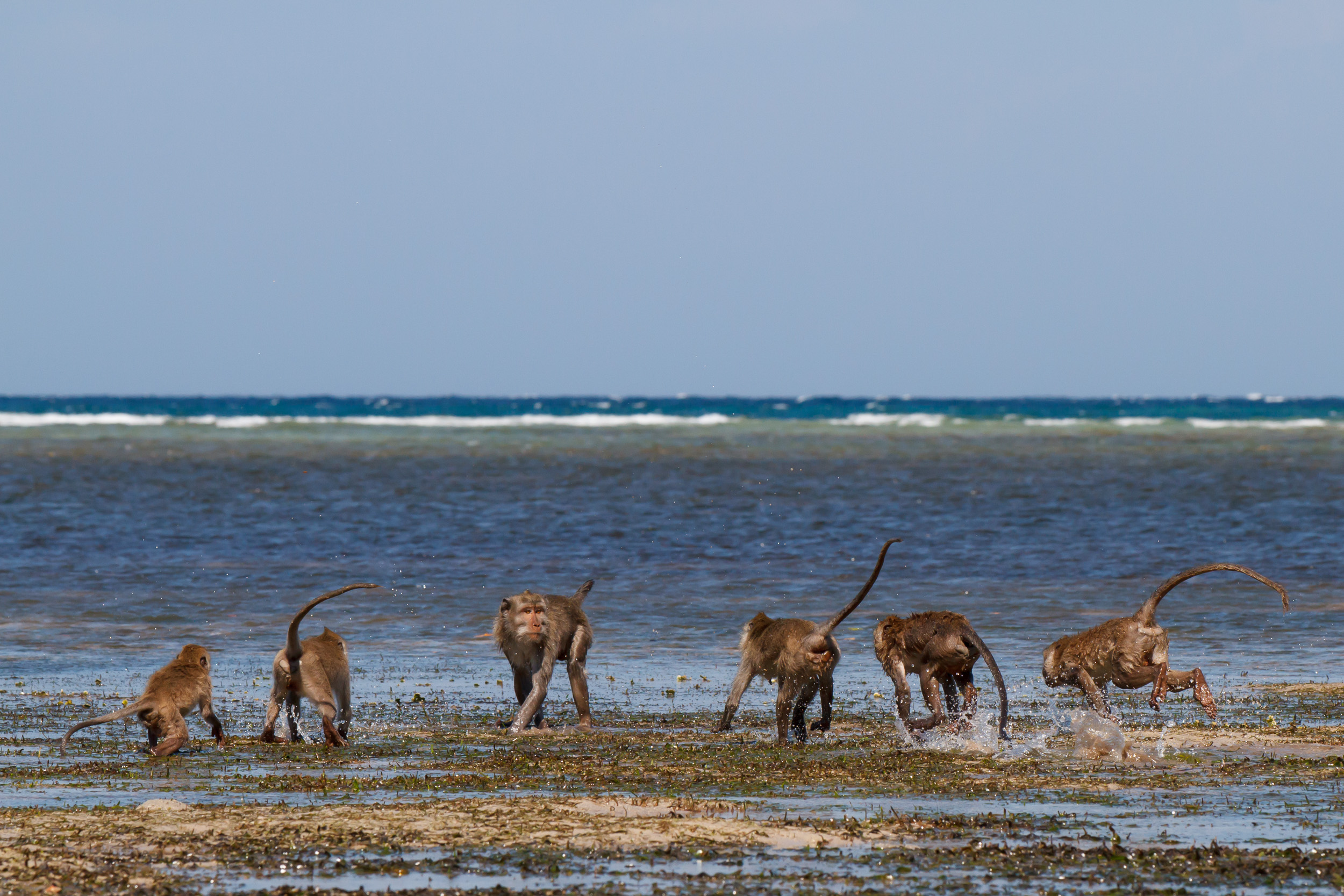 Baluran National Park, Indonesia, Java