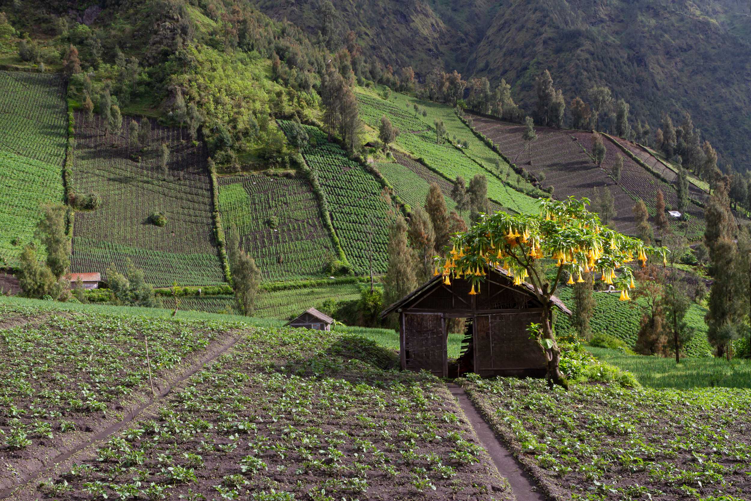 Bromo, Gunung Bromo, Indonesia, Java
