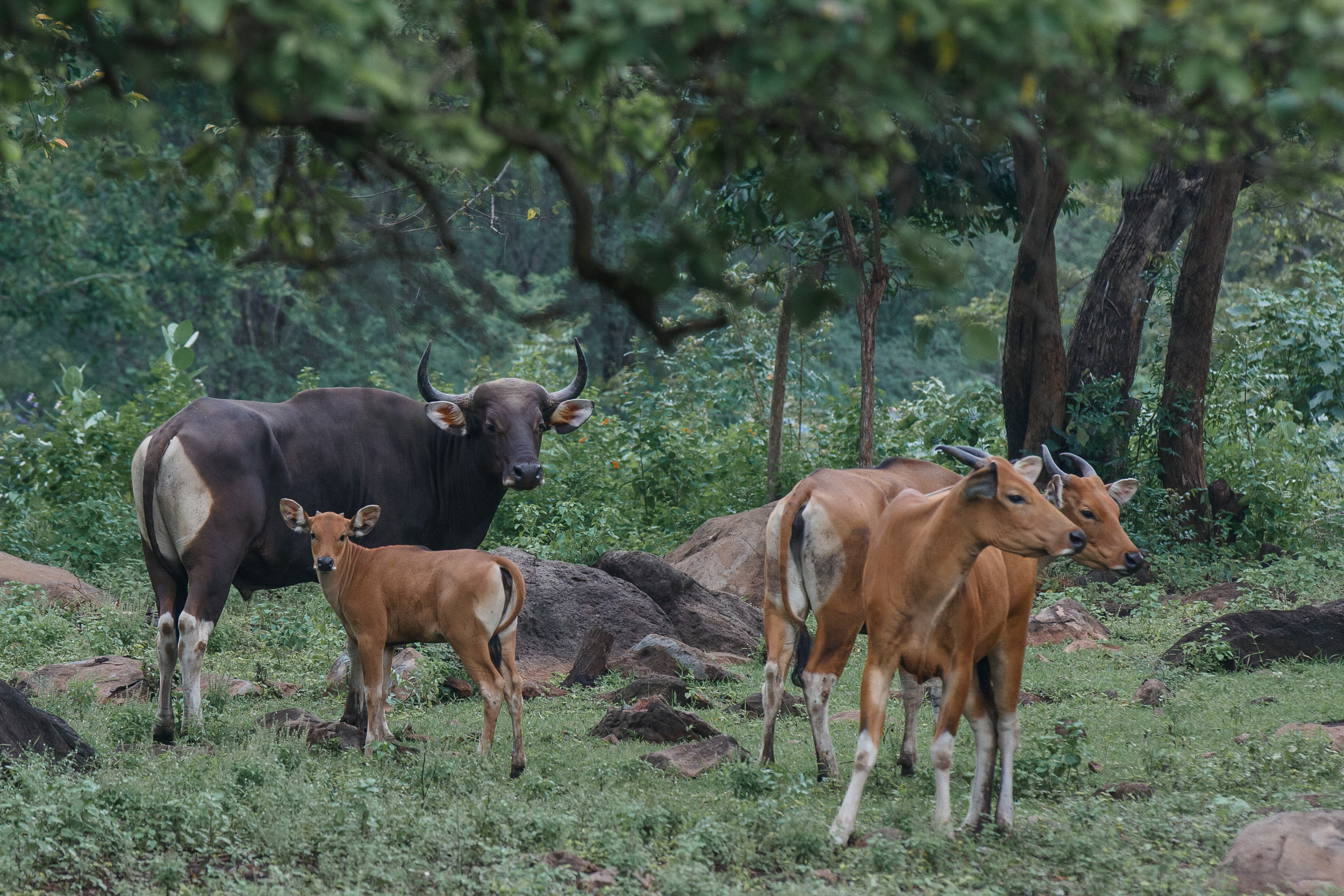 Baluran National Park, Indonesia, Java
