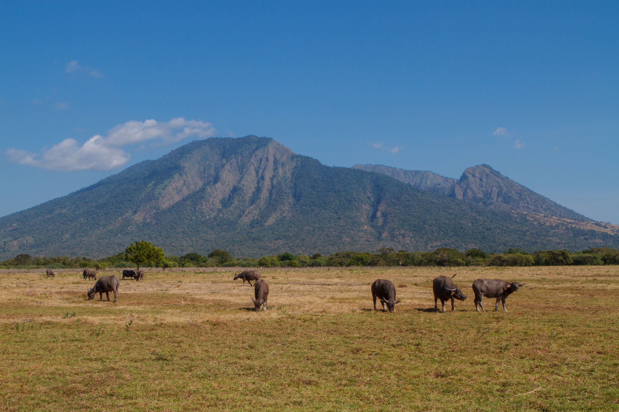 Baluran National Park, Indonesia, Java